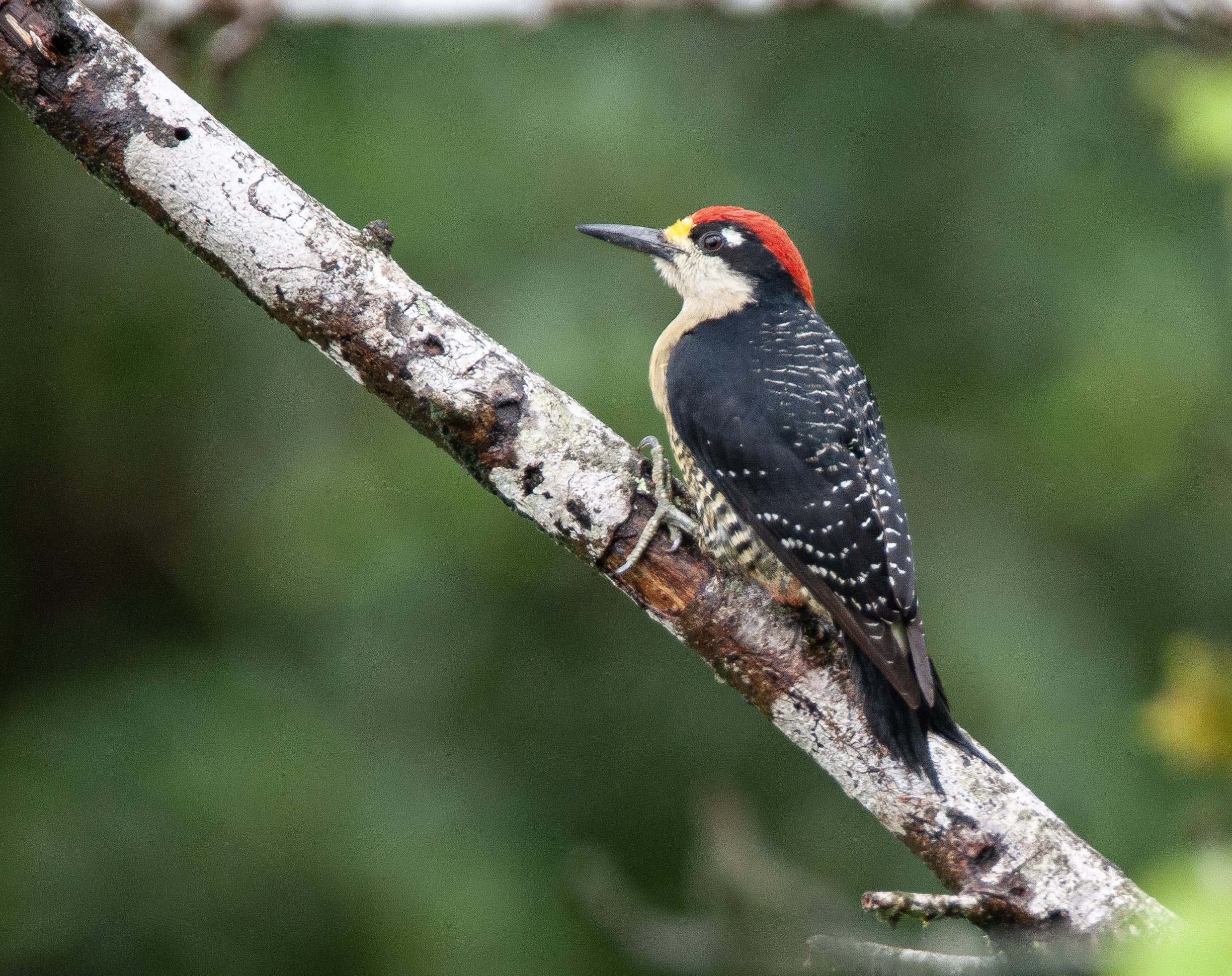 Black-cheeked Woodpecker