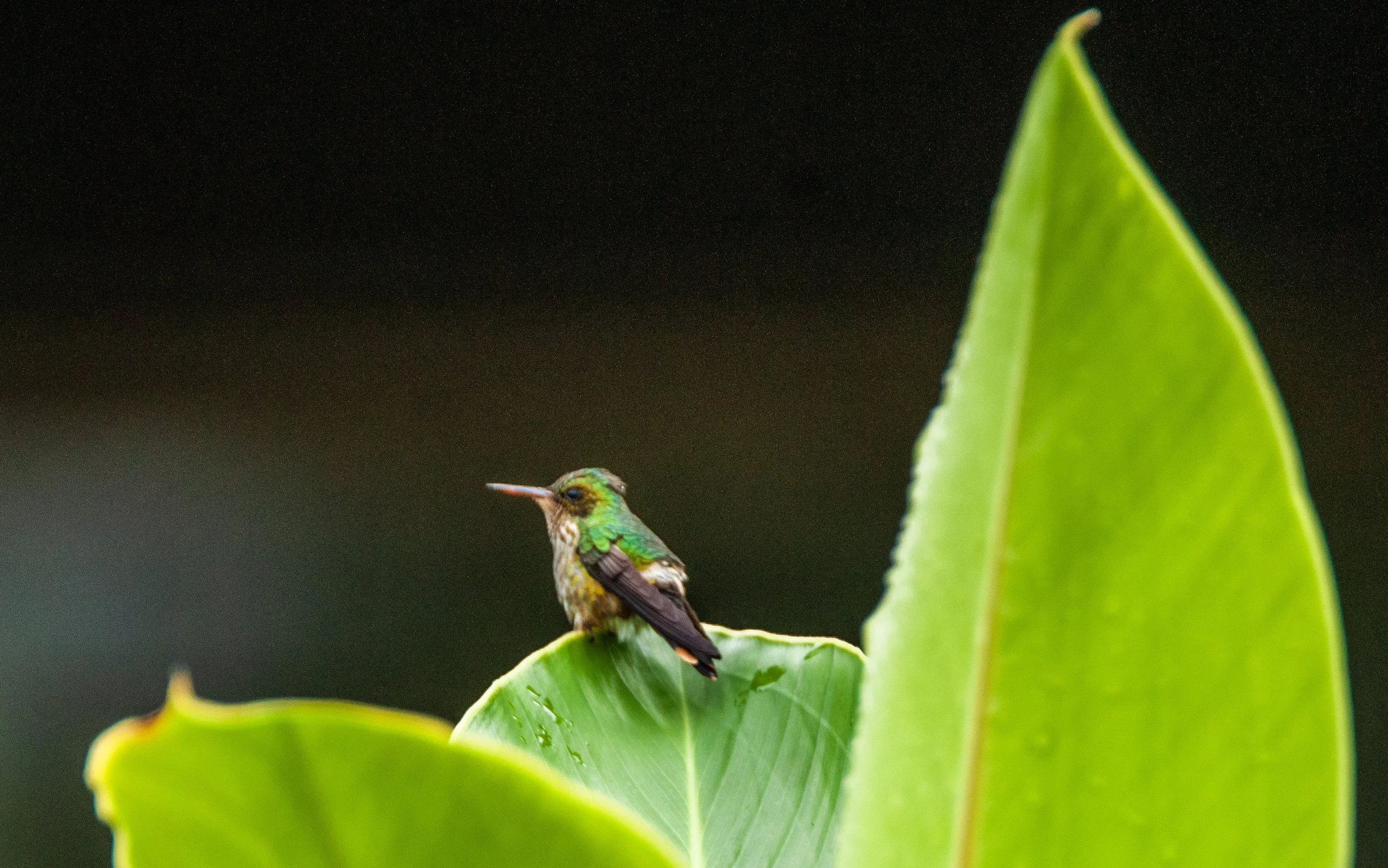Black-crested Coquette female