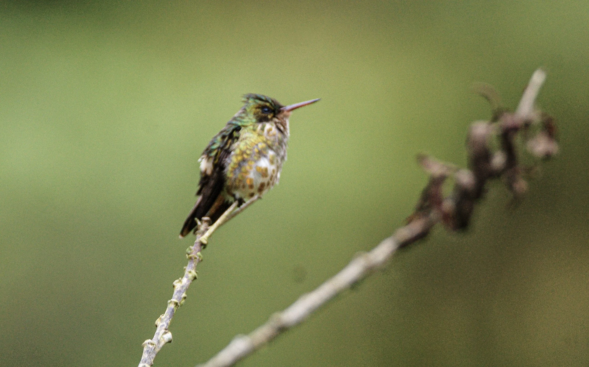 Black-crested Coquette female