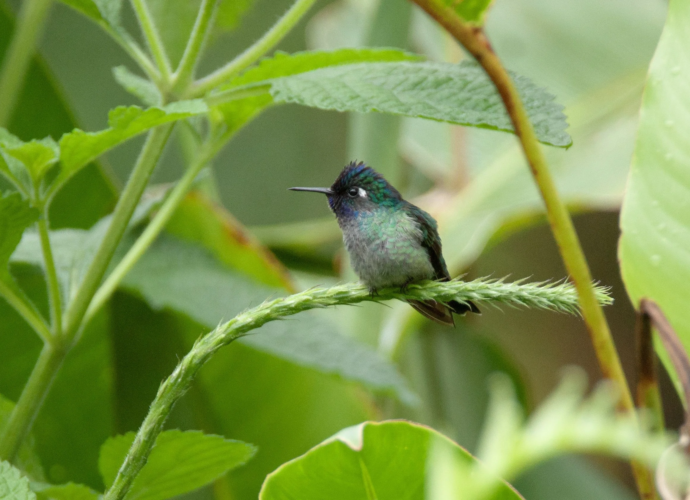 Black-crested Coquette female