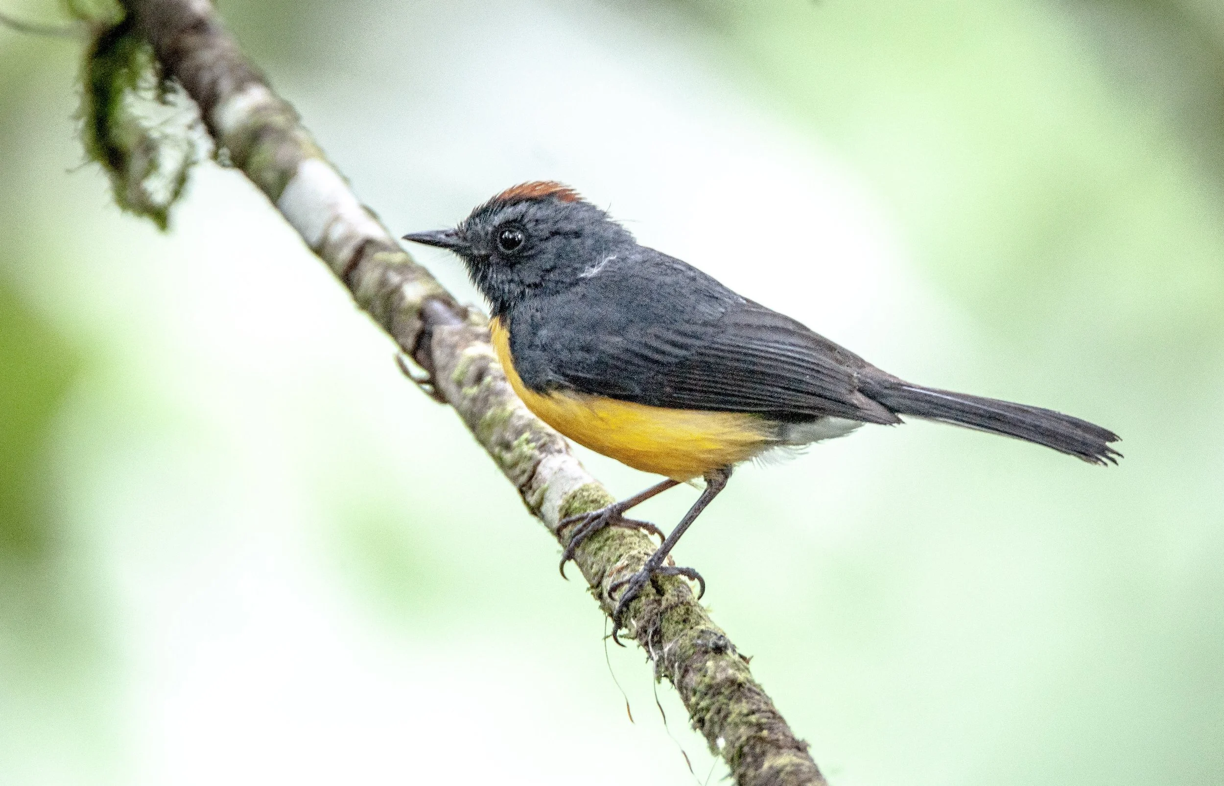 Tawny-capped Euphonia