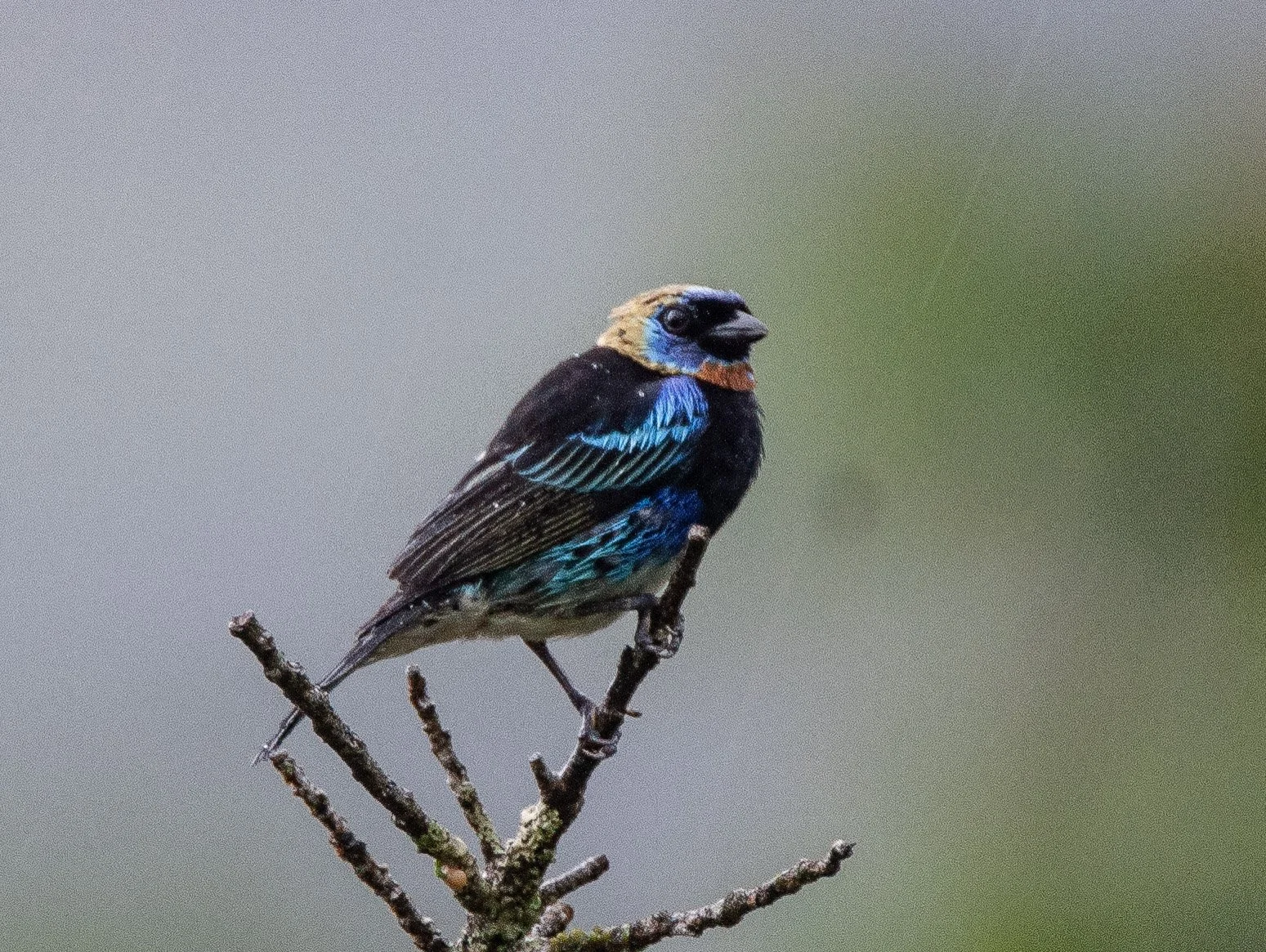 Golden-hooded Tanager