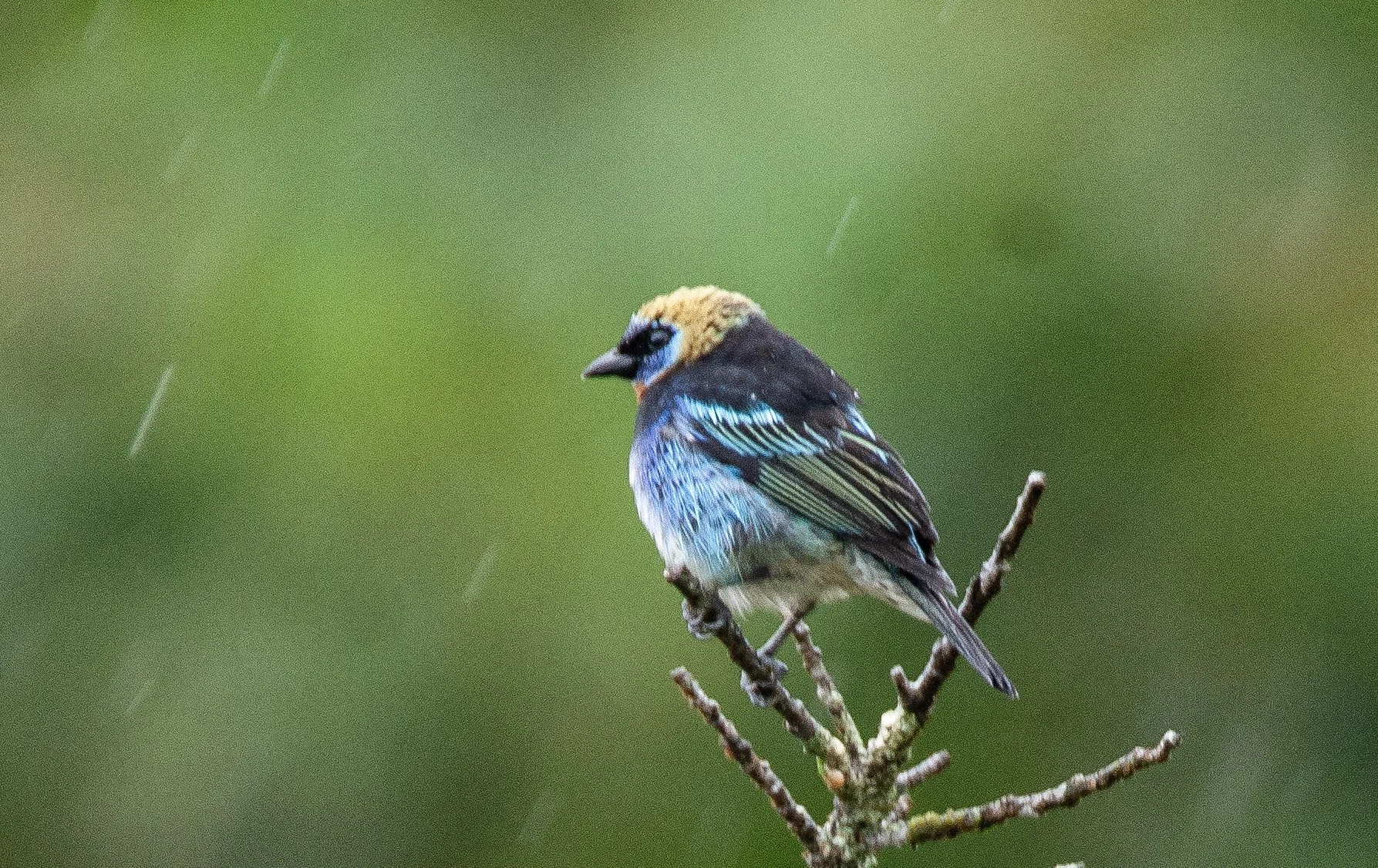 Golden-hooded Tanager