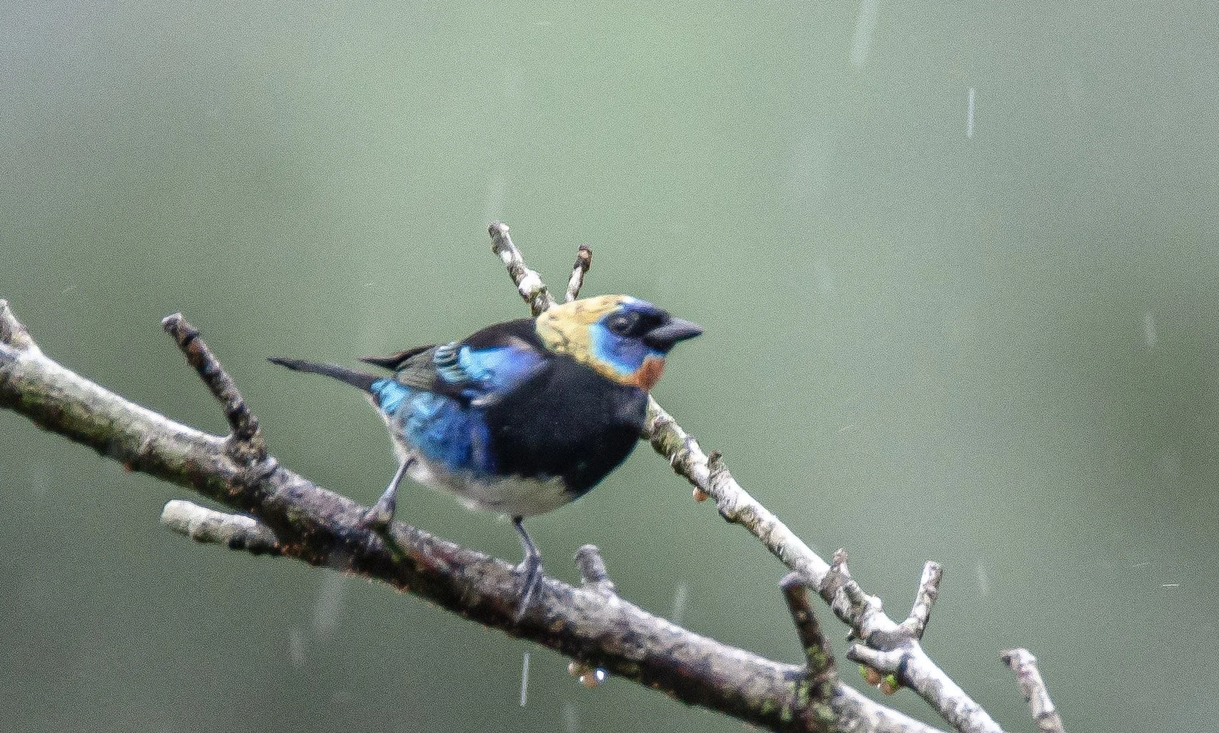 Golden-hooded Tanager