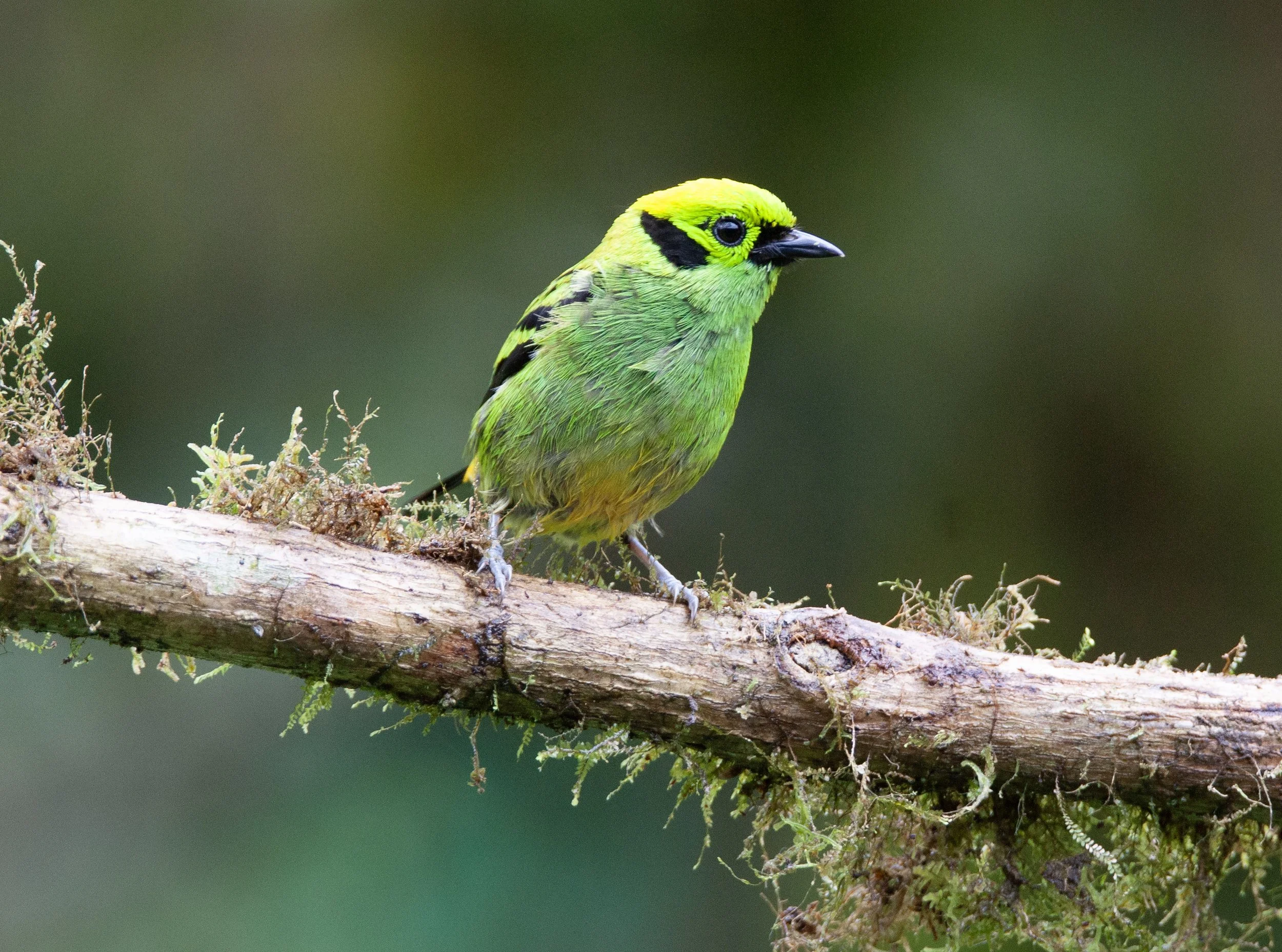 Emerald Tanager