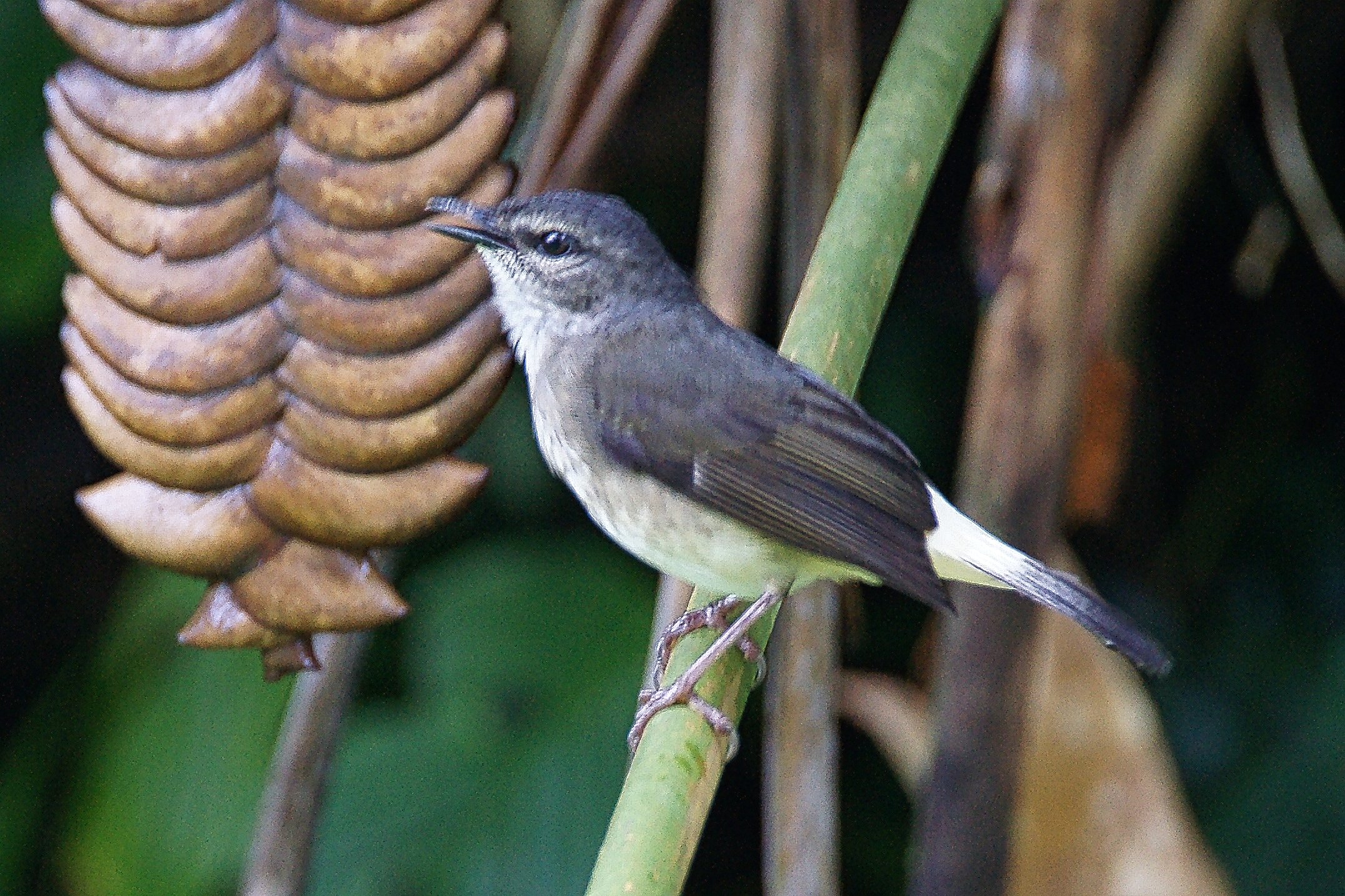 Buff-rumped Warbler