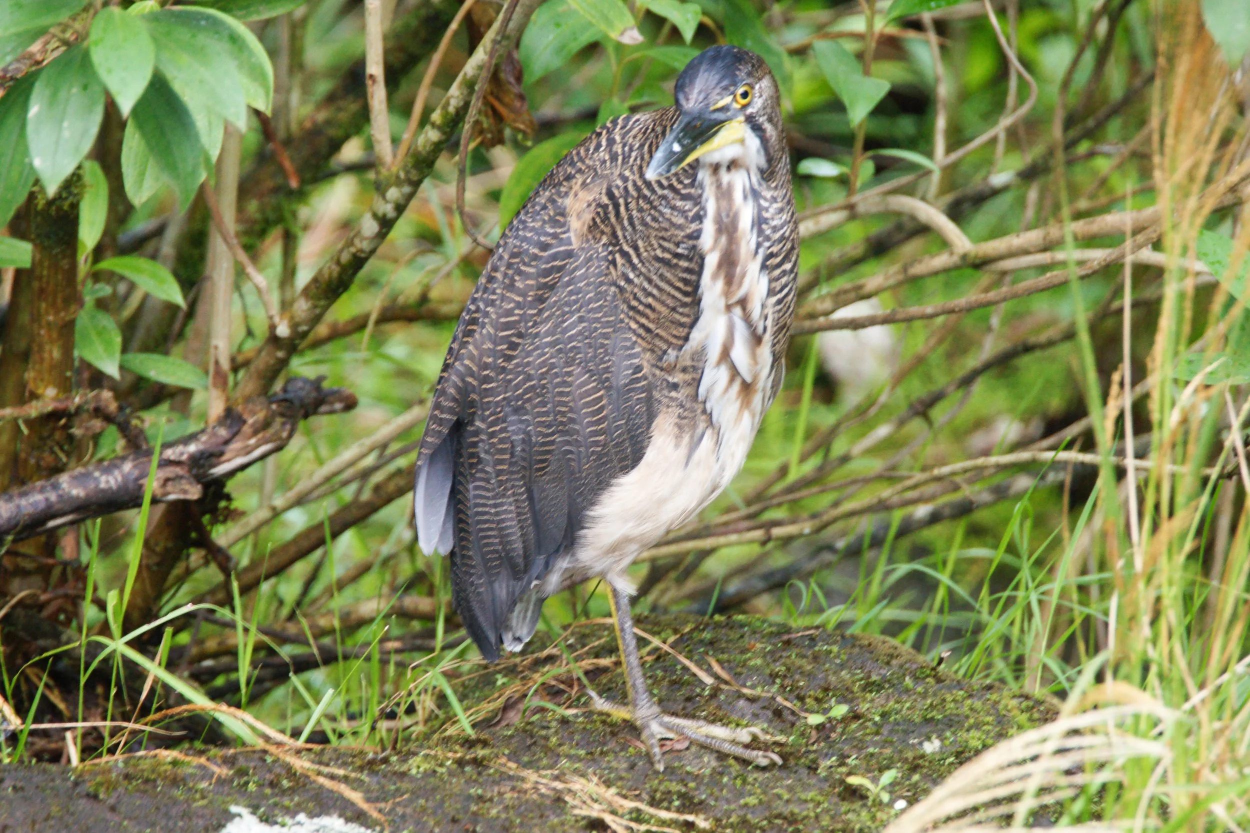 Fasciated Tiger Heron