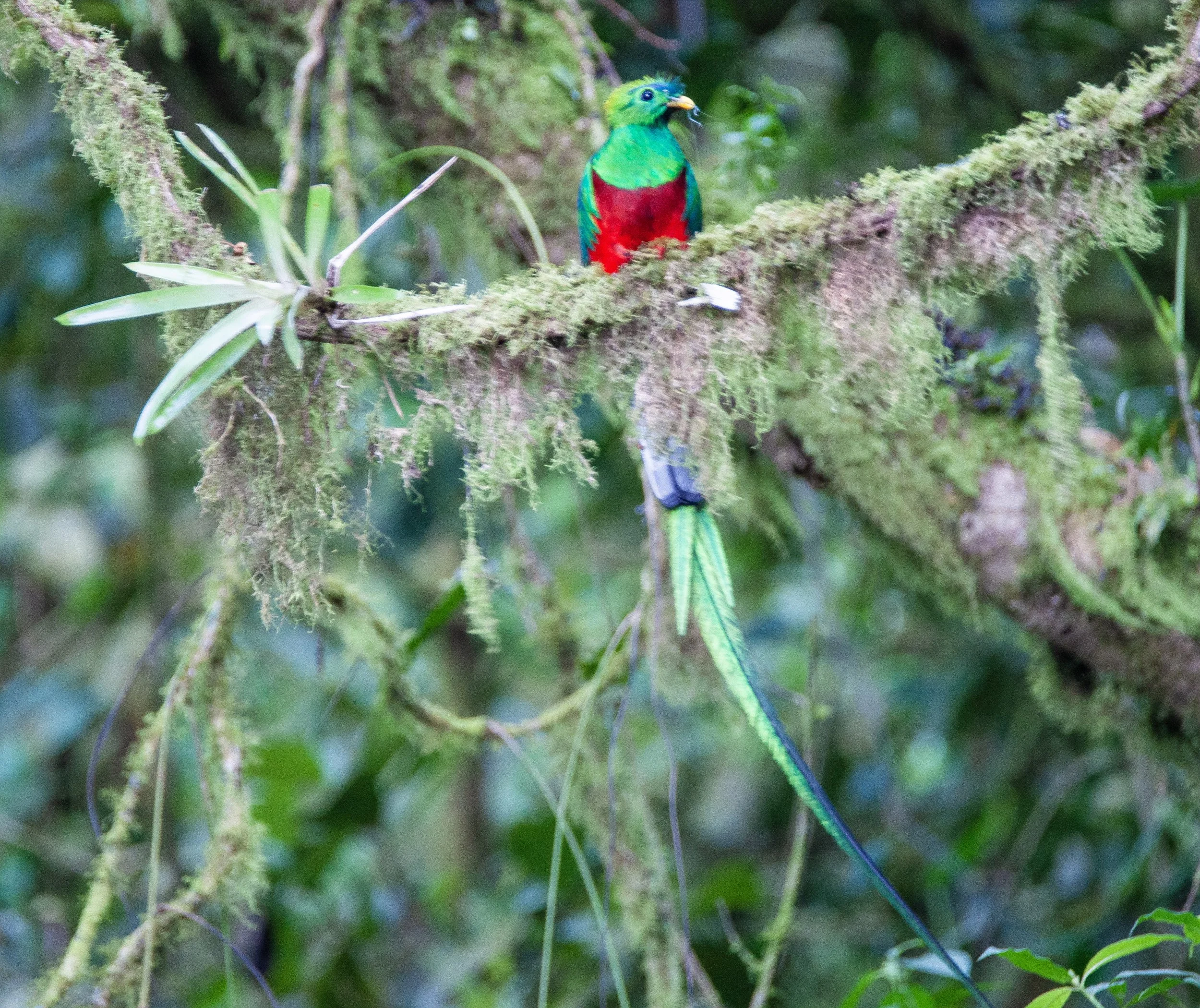 Resplendent Quetzal
