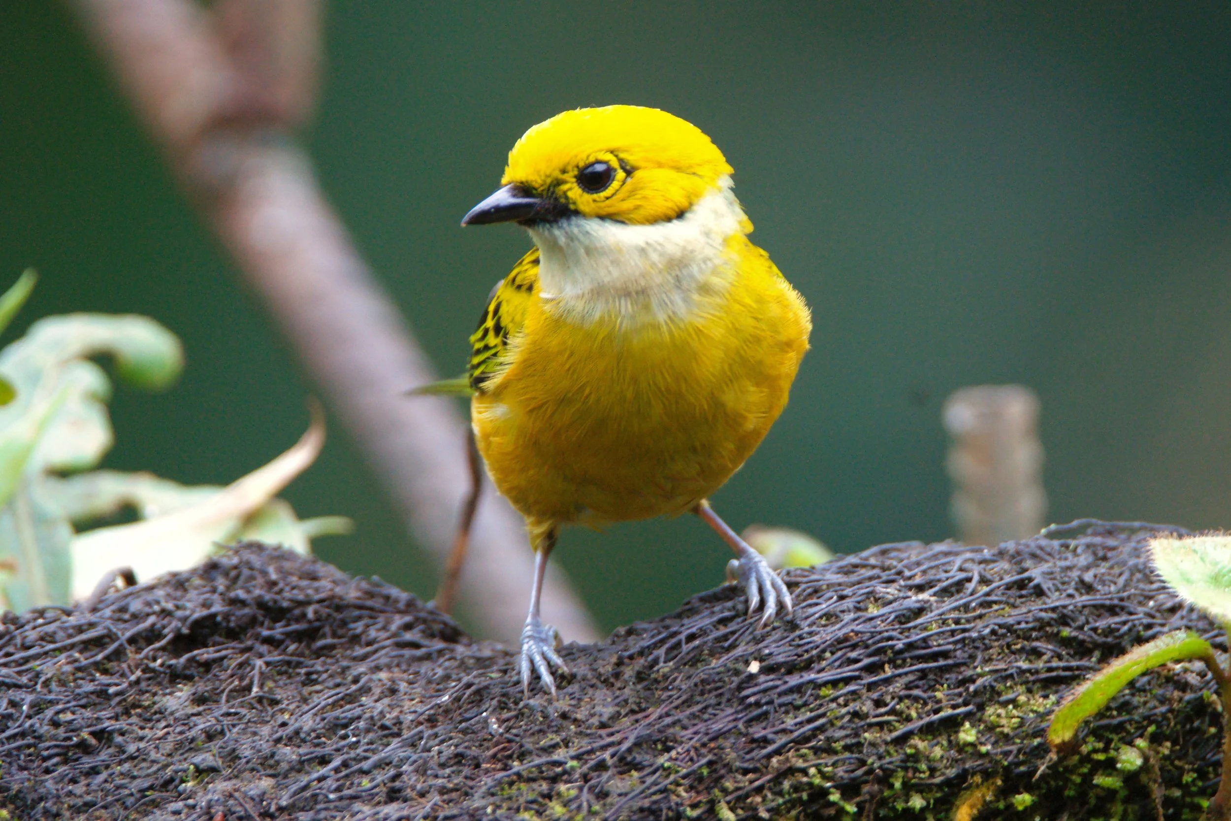 Silver-throated Tanager