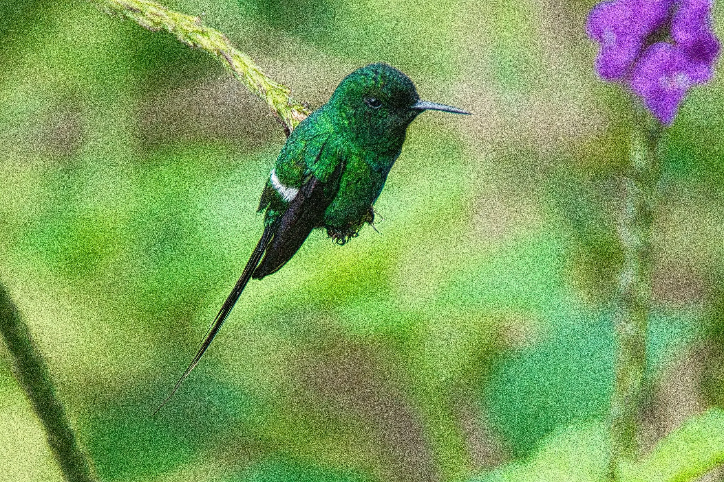 Green Thorntail female
