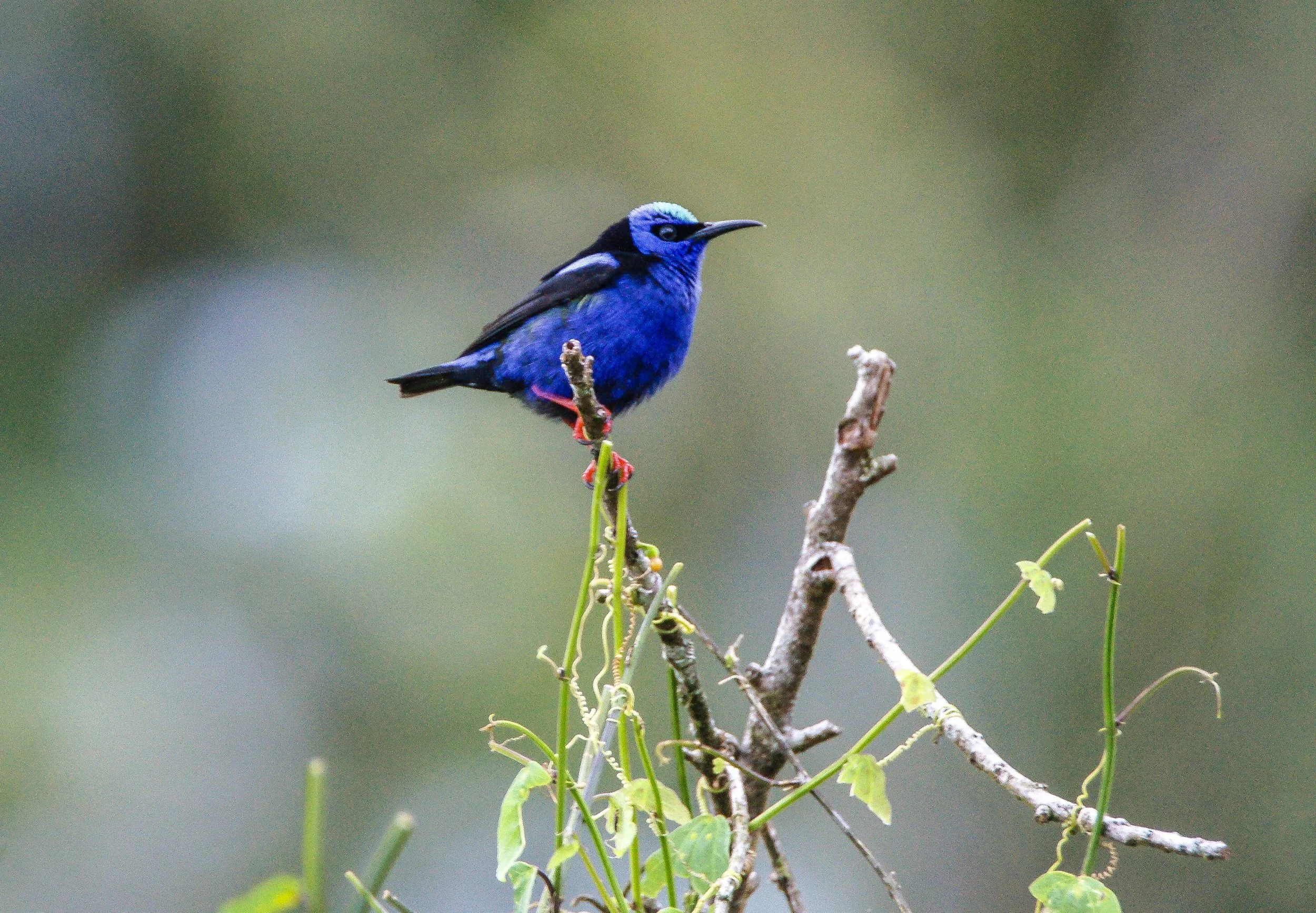 Red-legged Honeycreeper