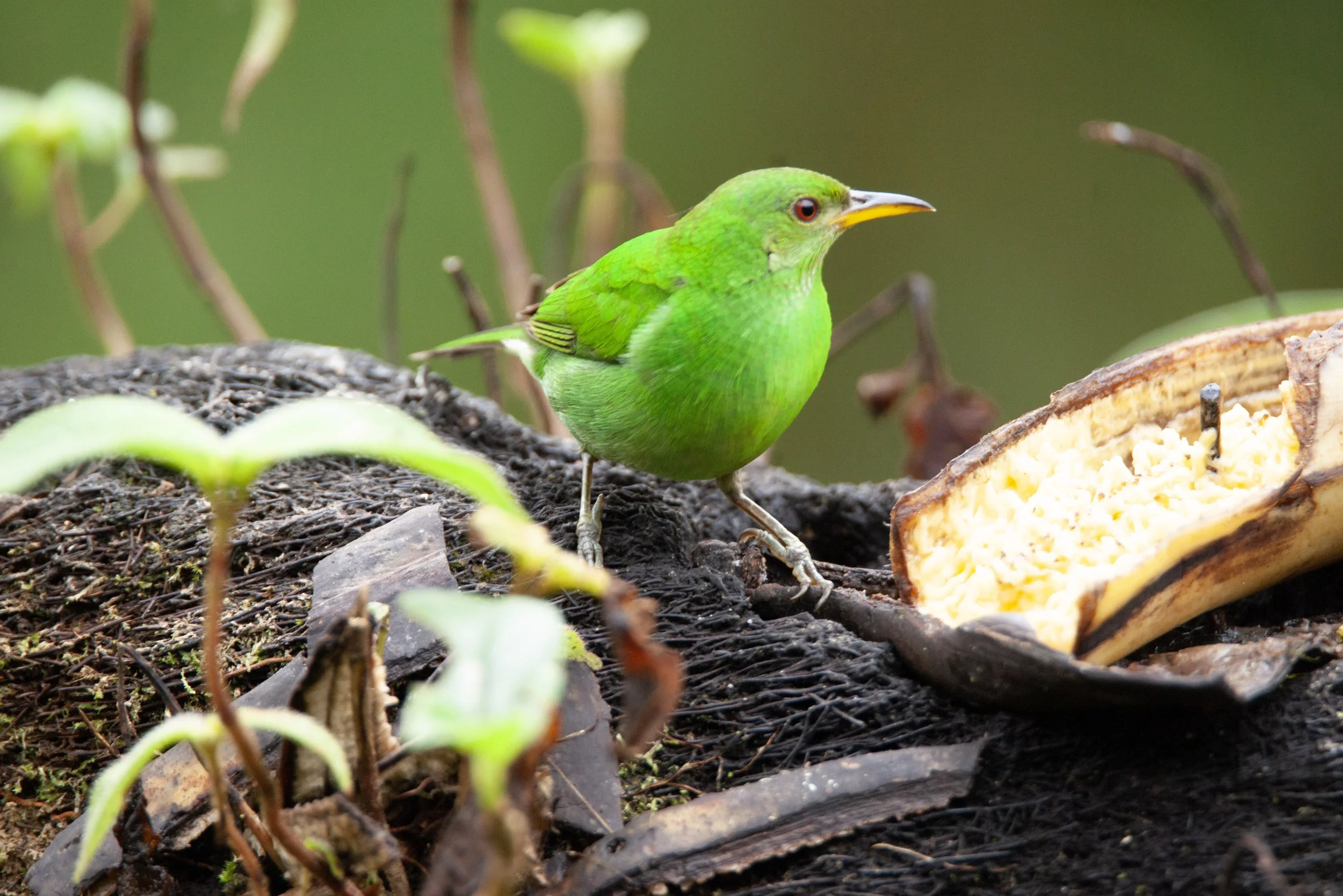 Green Honeycreeper female