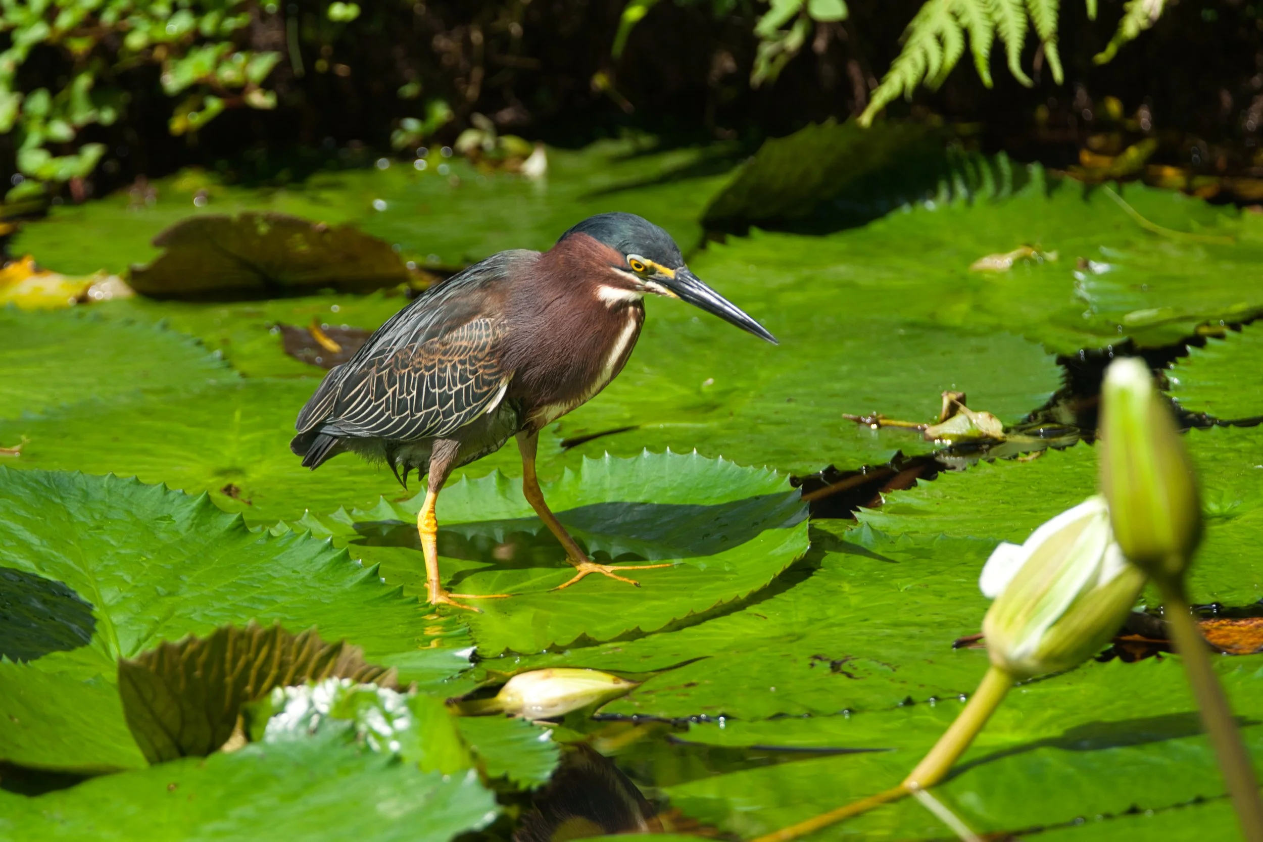 Green Heron on lily pad.jpg