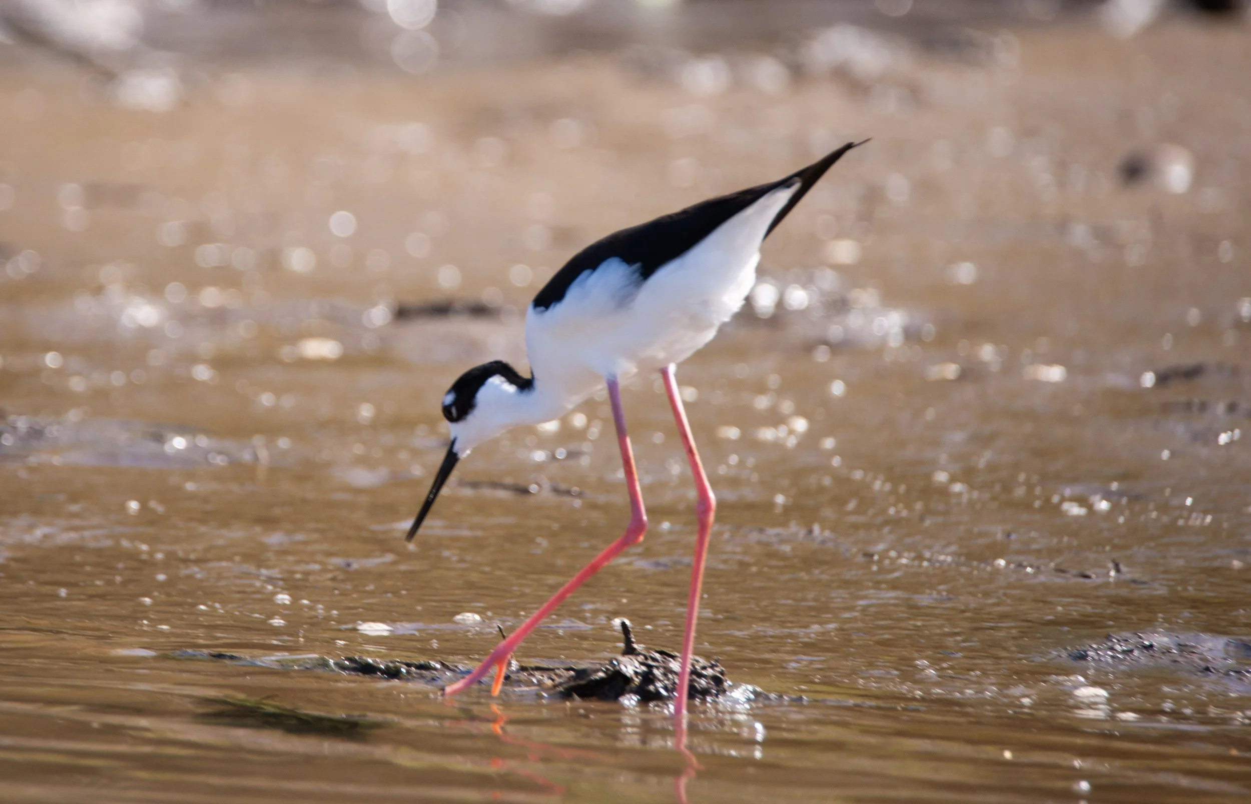 Black-necked Stilt