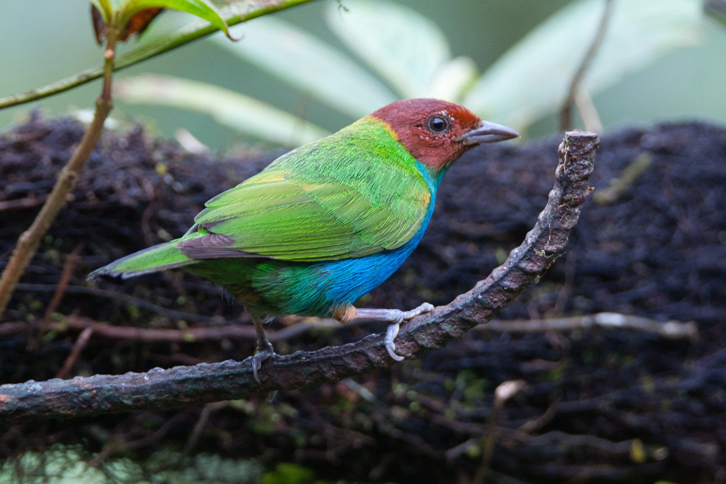 Bay-headed Tanager