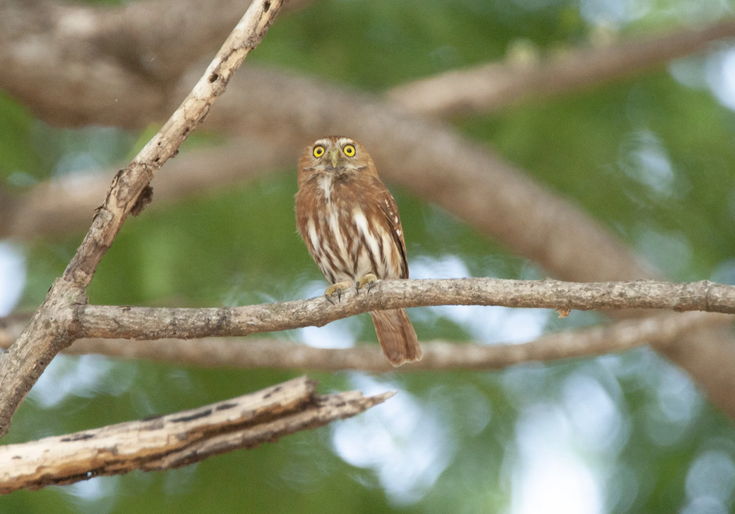 Ferruginous Pygmy Owl