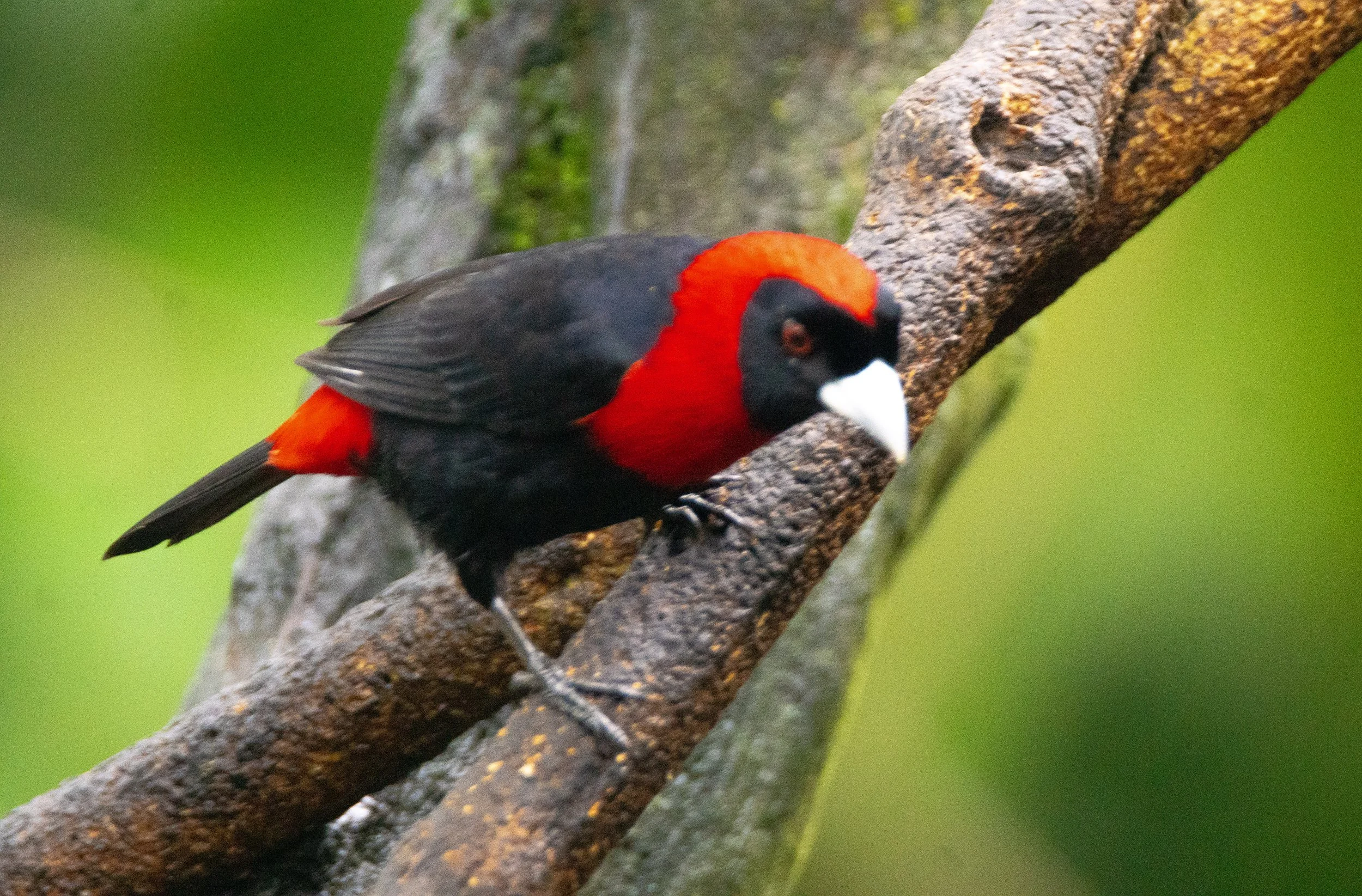 Crimson-collared Tanager
