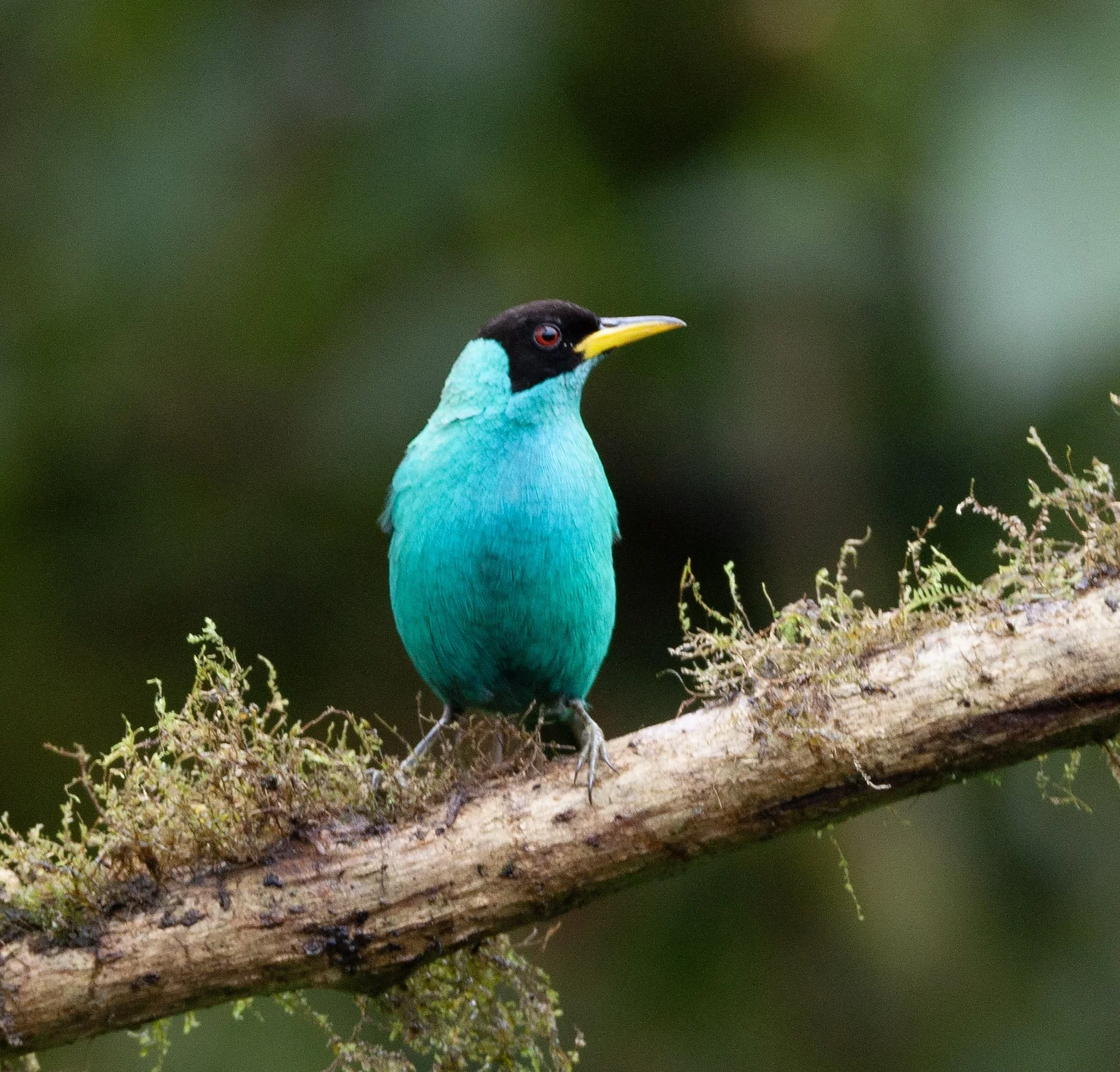 Green Honeycreeper