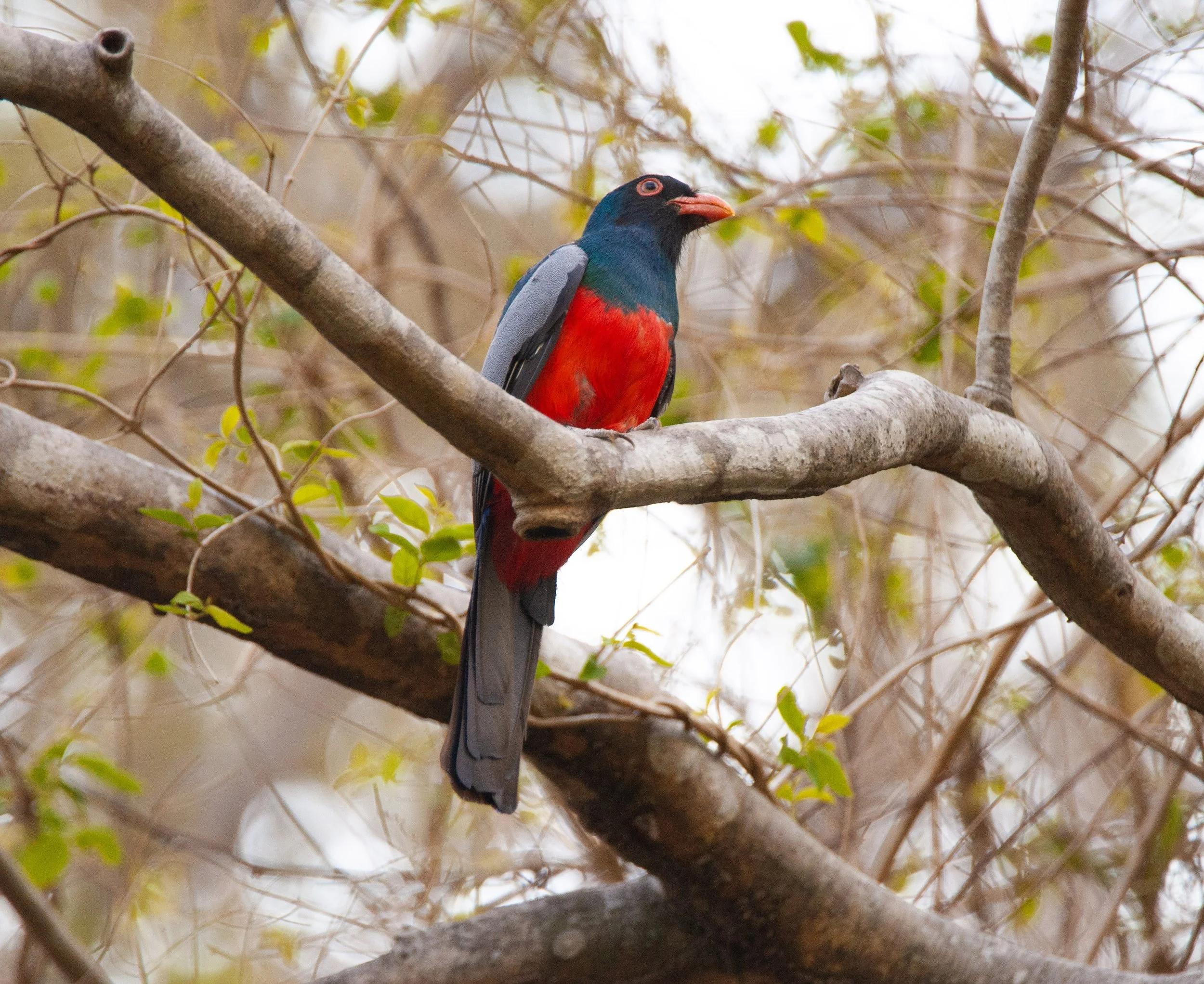 Slaty-tailed Trogon