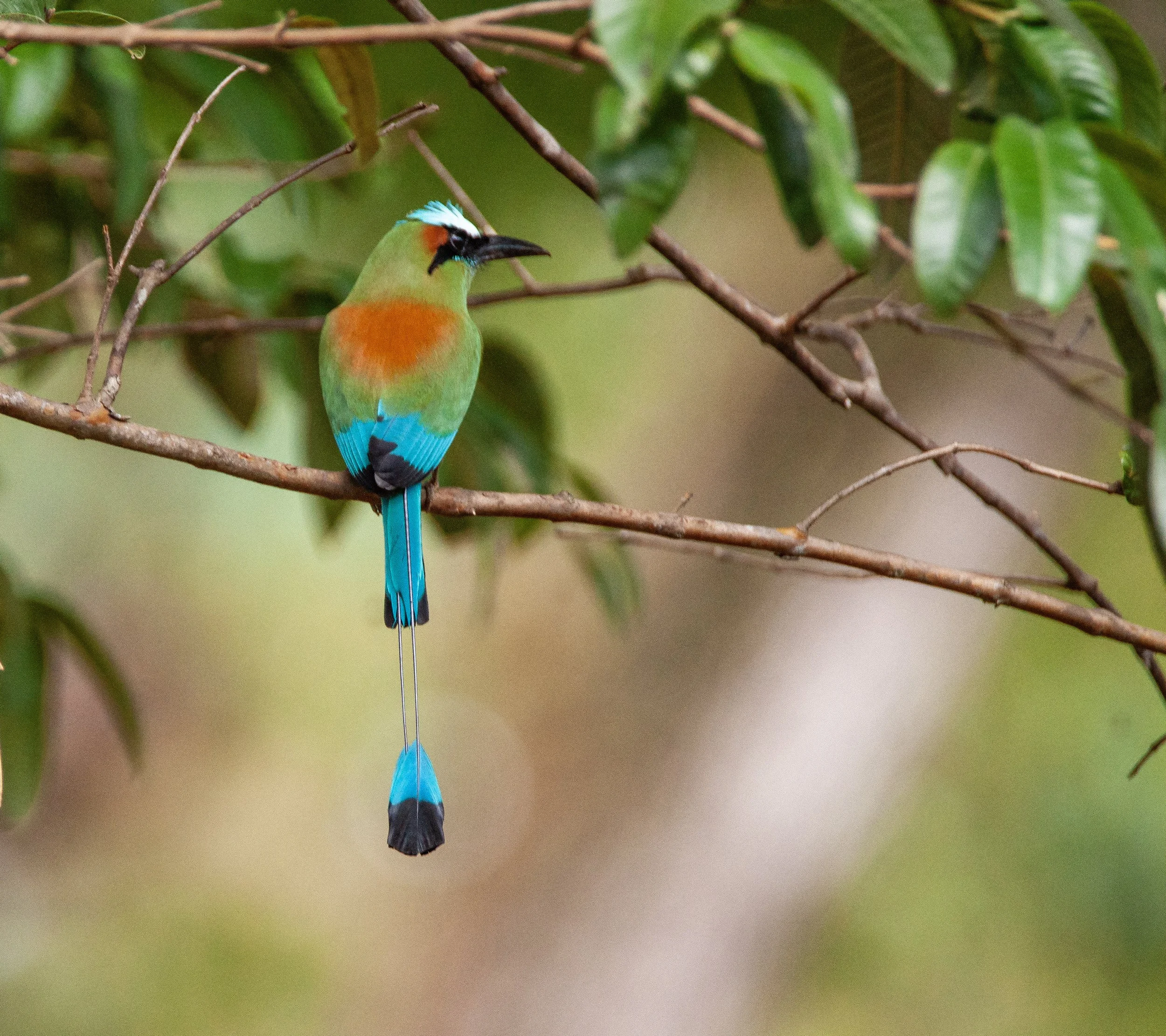 Turquoise-browed Motmot