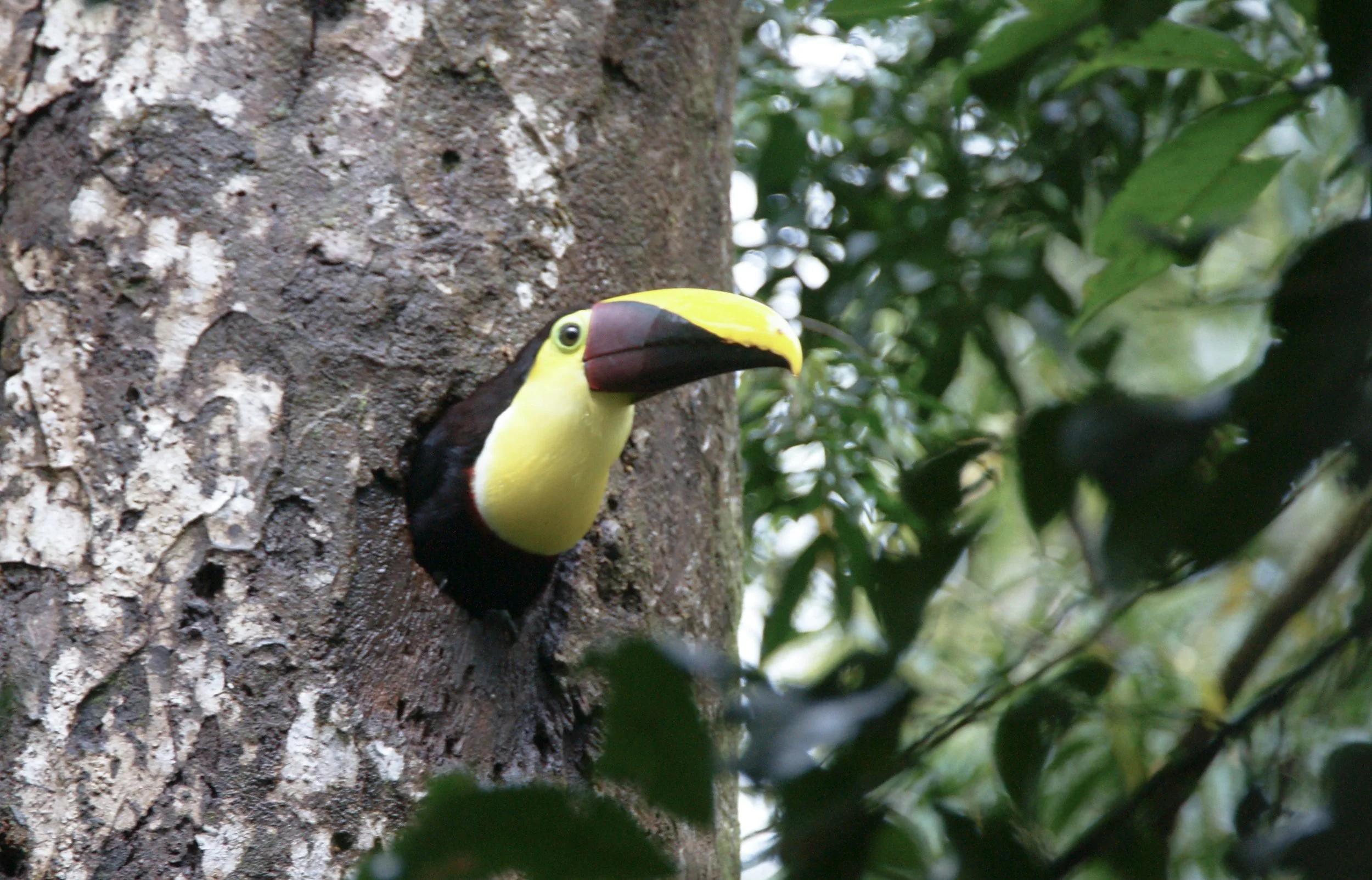 Yellow-throated Toucan