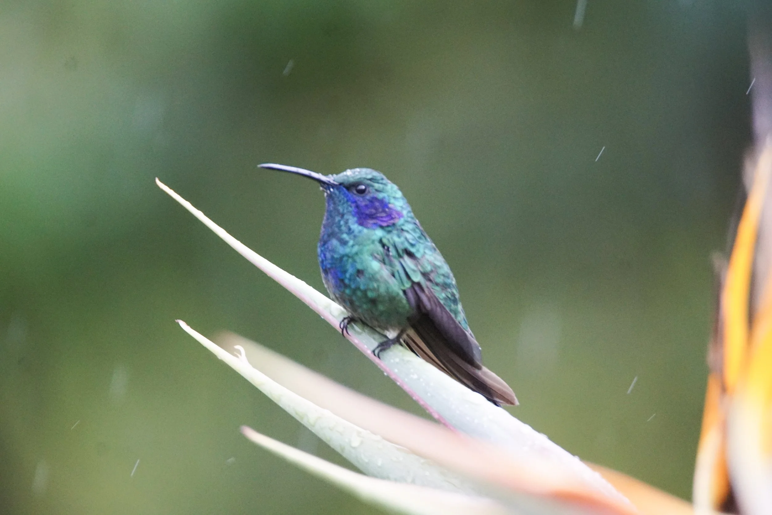 Lesser Violetear