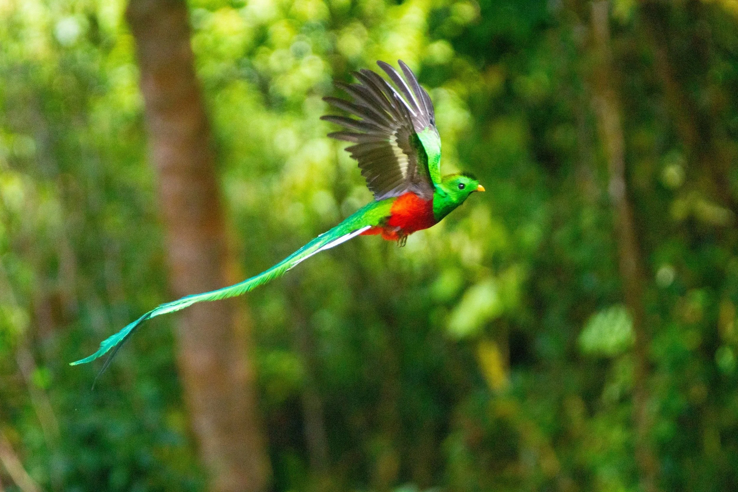 Resplendent Quetzal