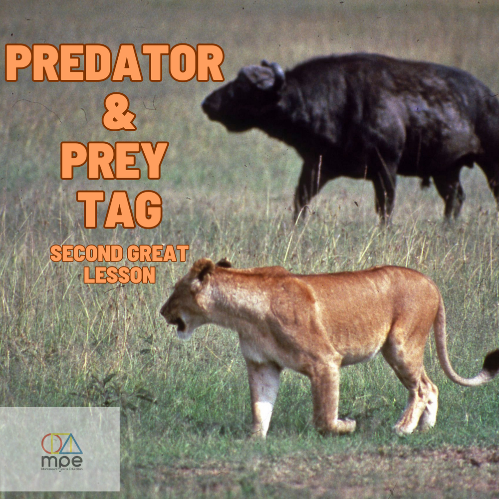Predator And Prey Game