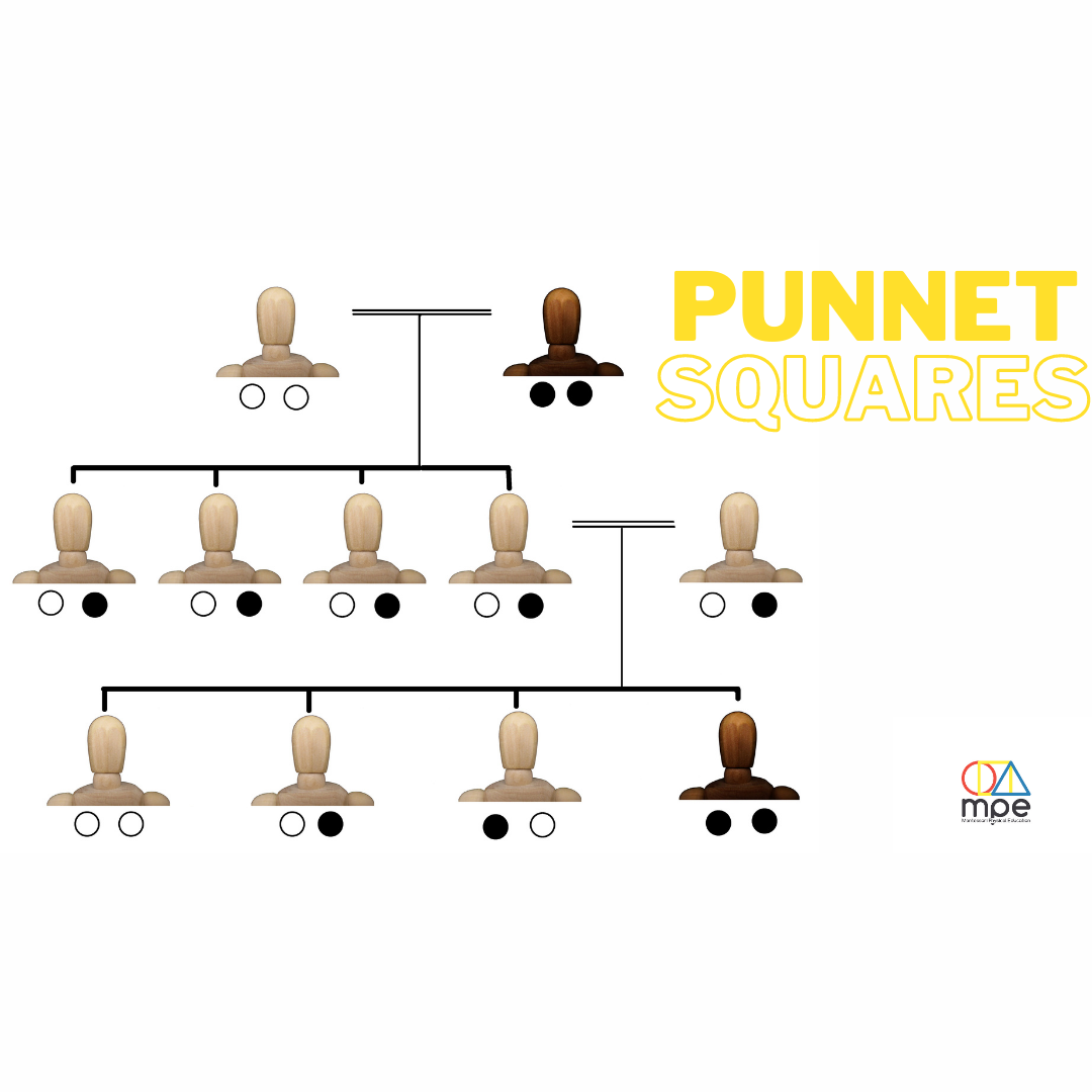 Montessori Physical Education Individual Lessons Punnet Squares