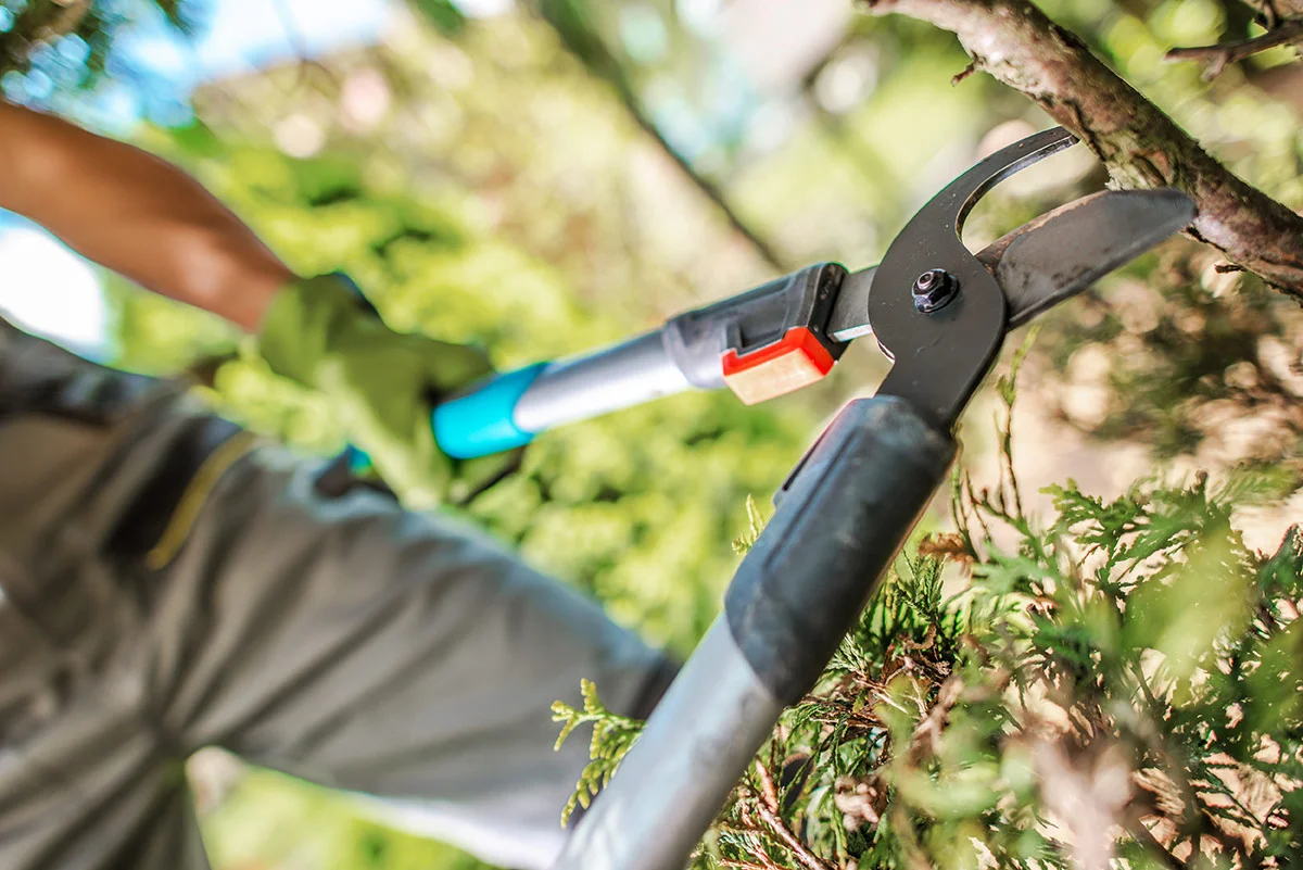 TreeTrimming3.jpg
