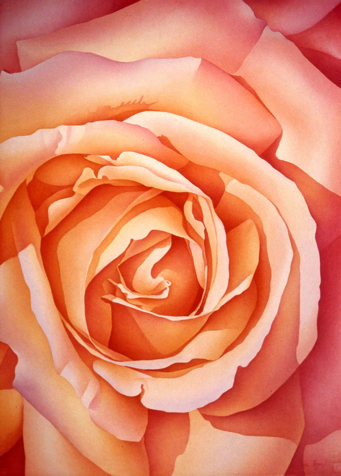 "Peace Rose" (2002)