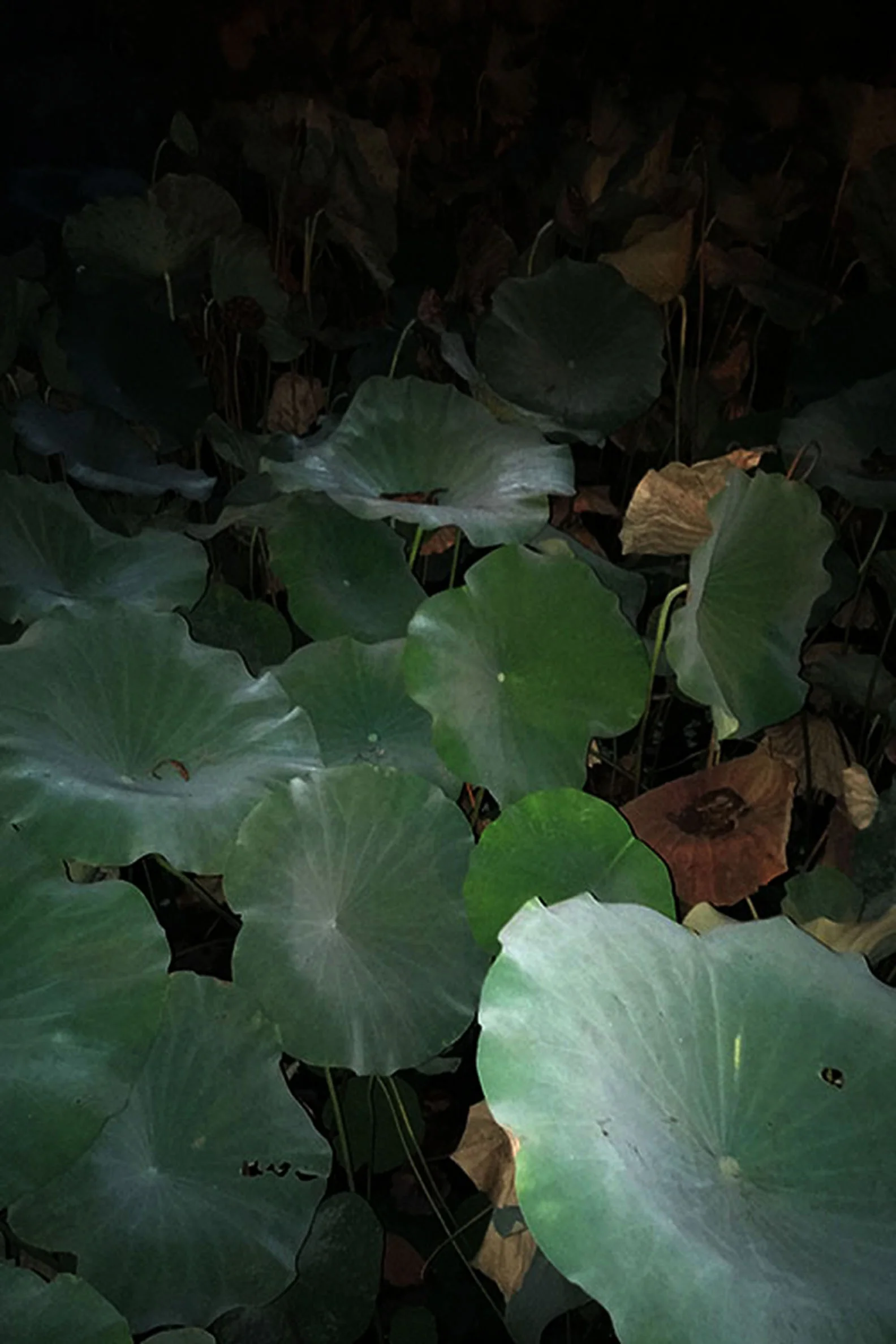 "Lillies" (2018)