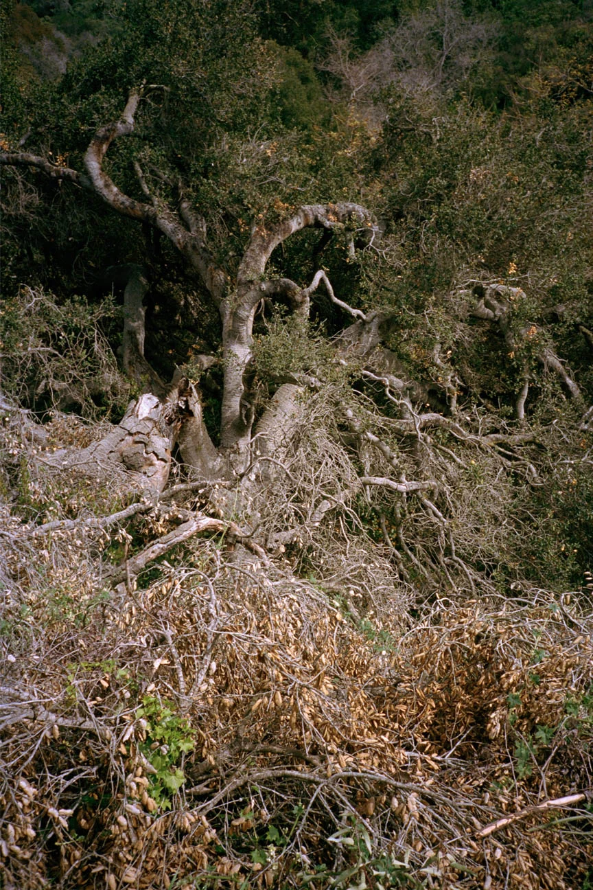 "Malibu Trunk" (2018)