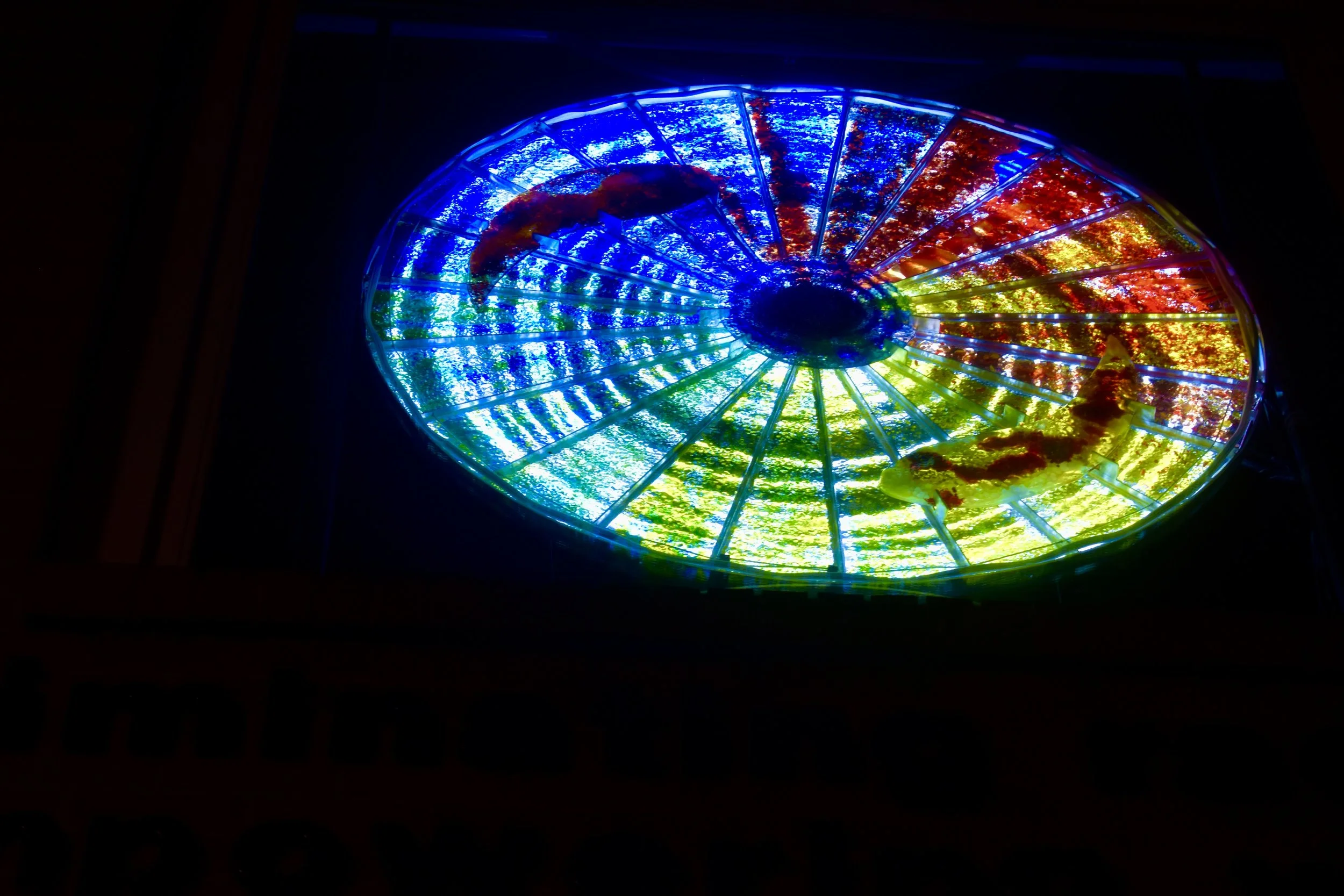  “Altitude is a beacon of hope and a symbol of the resiliency as we move forward through some pretty difficult times in our history.” YWCA   