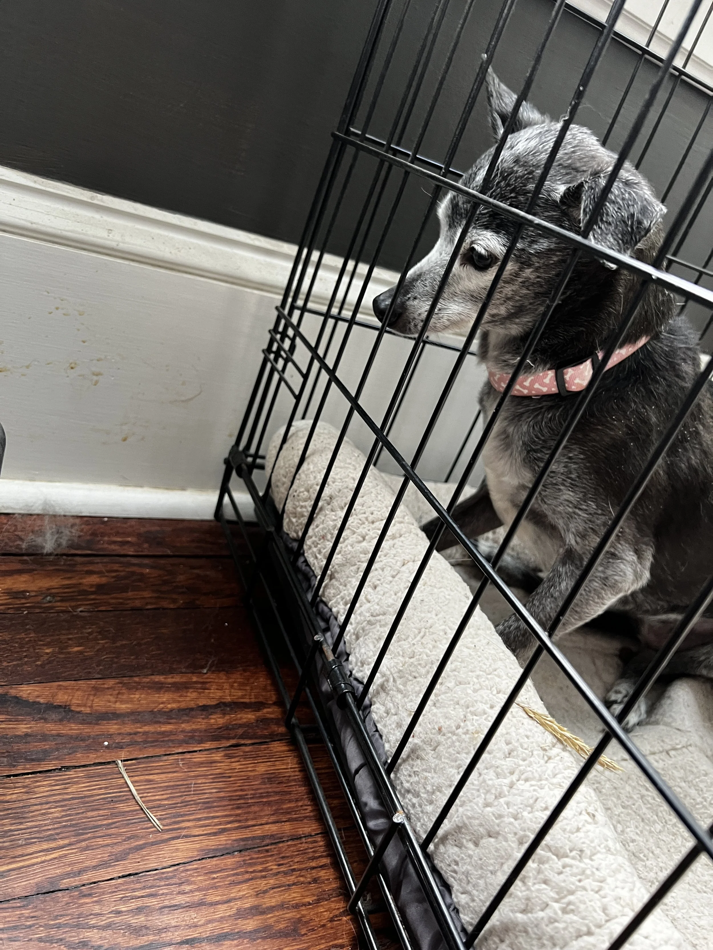 Dog Rescue Distraction