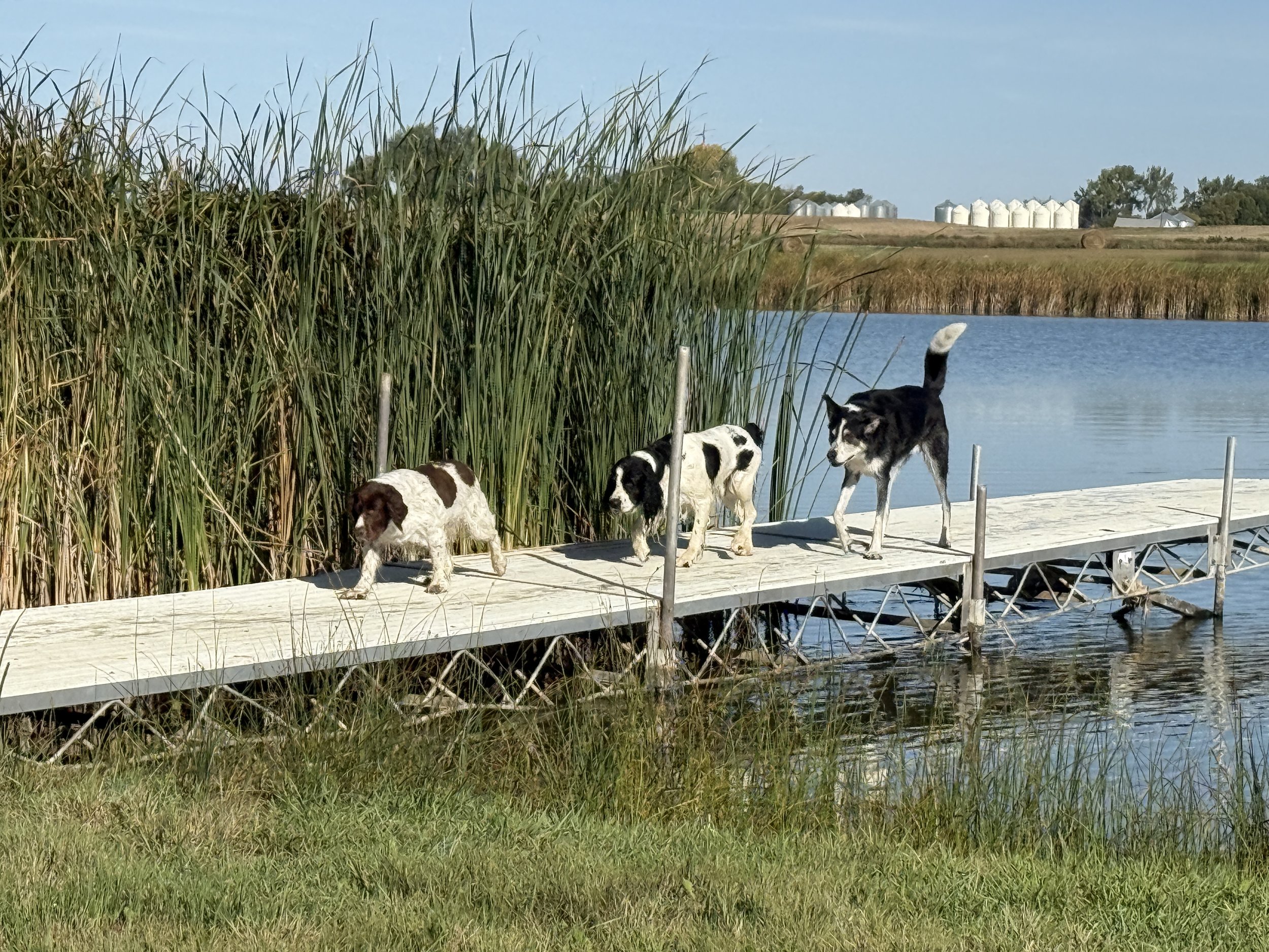 The Studio Dogs