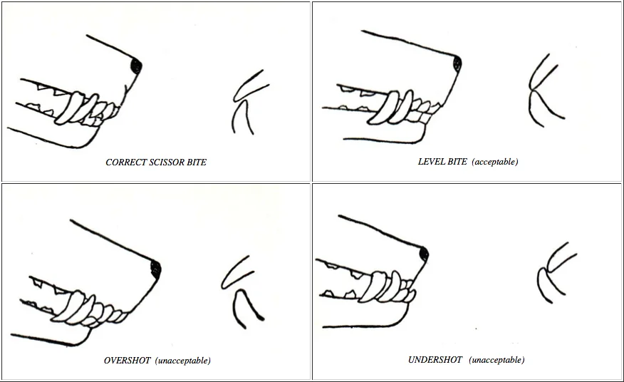 bite_diagram.jpg