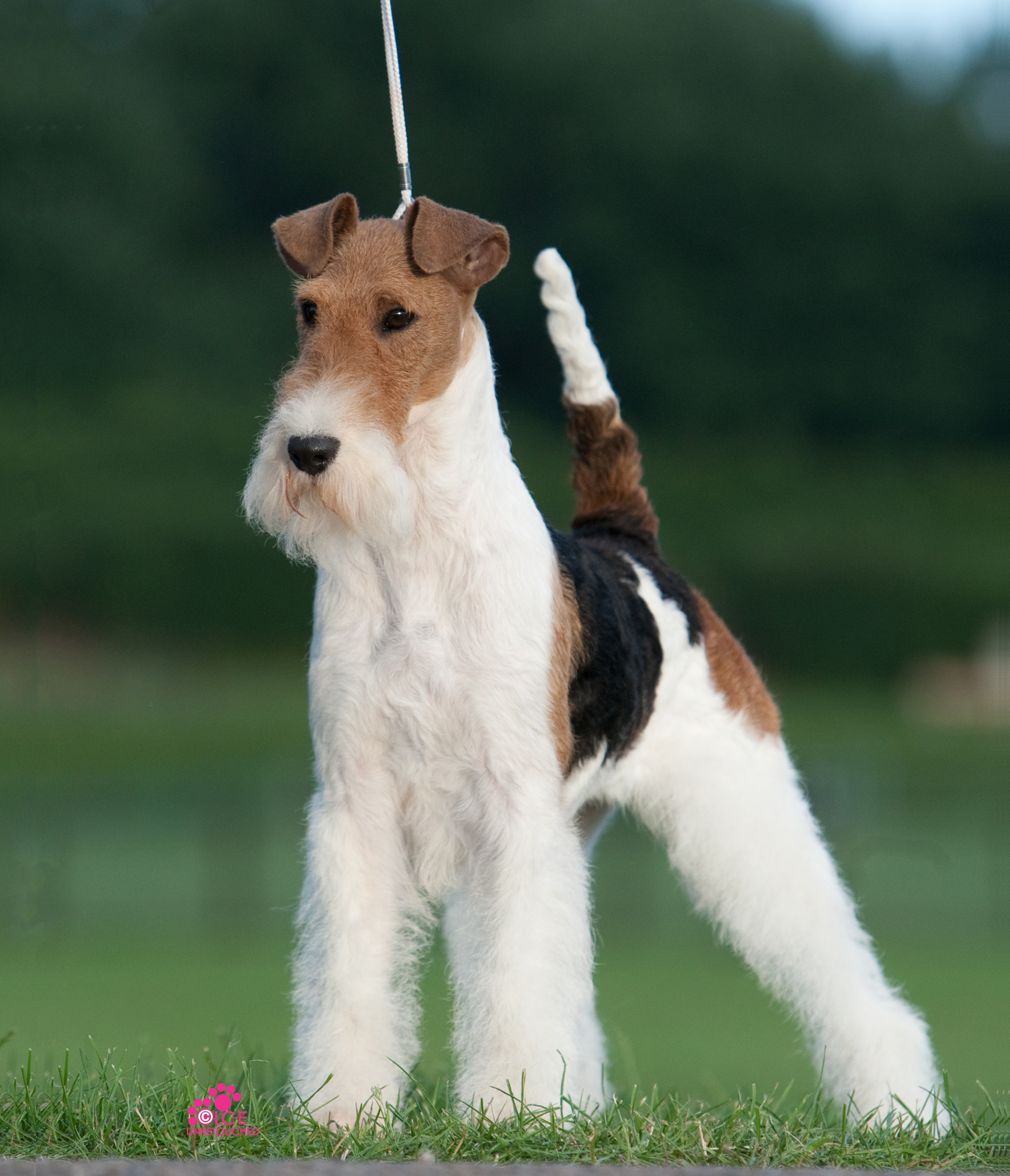wire coat fox terrier