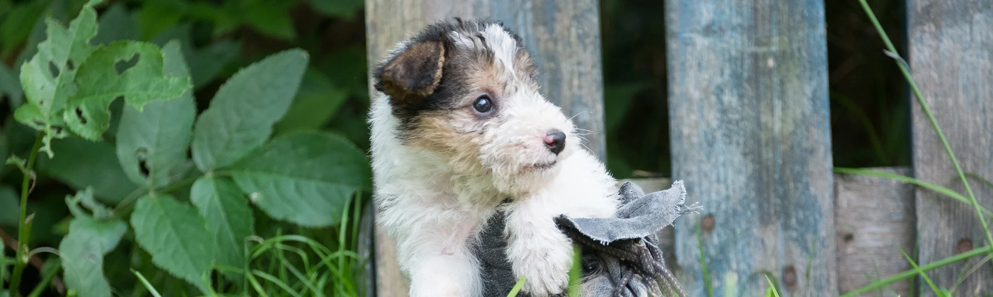 Find A Breeder The Wire Fox Terrier Association Find A Breeder The Wire Fox Terrier Association