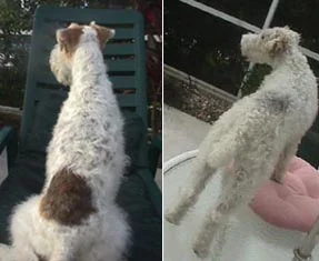 Strip_v_Clip_same_dog.jpg