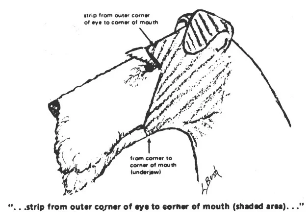 wire fox terrier grooming pattern