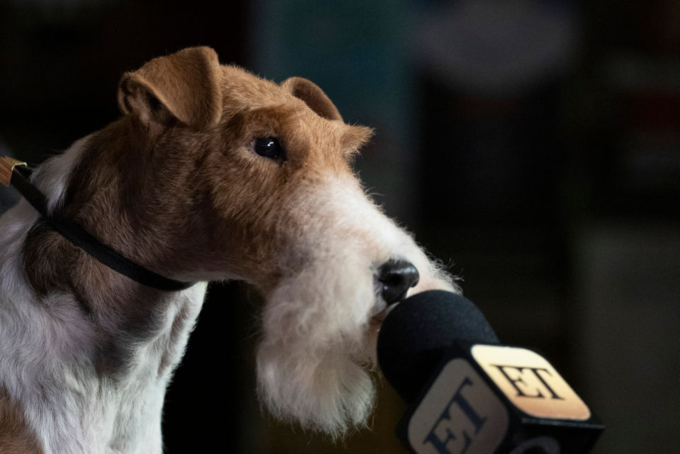 KING Wins Best In Show at Westminster The Wire Fox Terrier