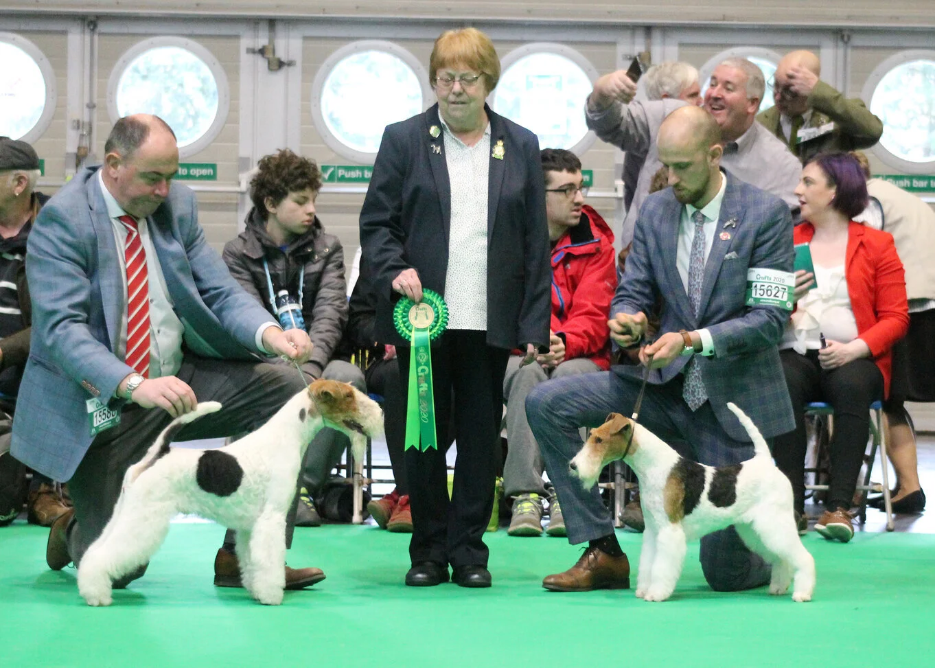 Crufts Terrier And Hound Crufts Gundog Breeds Crufts Hound Winner