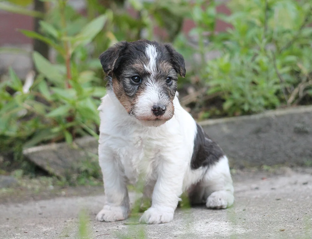 Find A Breeder The Wire Fox Terrier Association