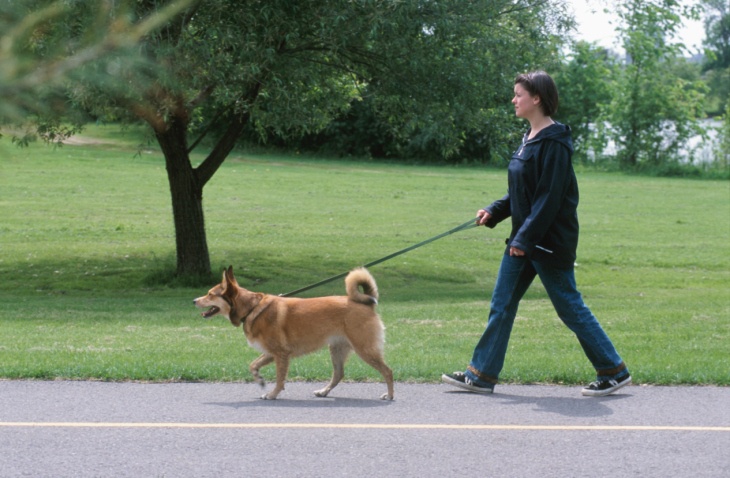 Backyard Home Pet Sitting Llc