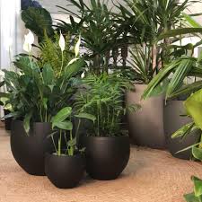 water plants mckinney texas.jpg