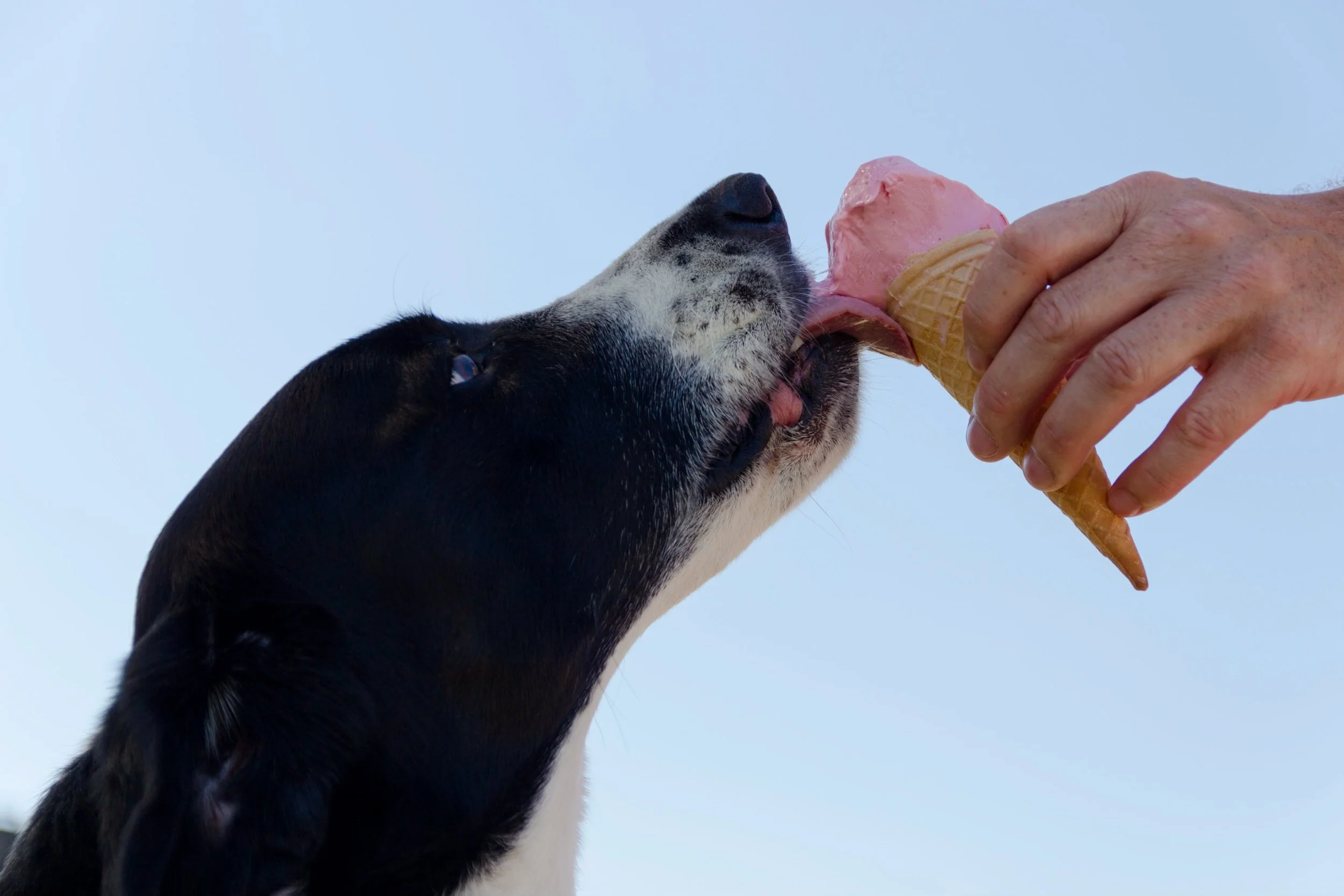 adorable-animal-canine-978947.jpg