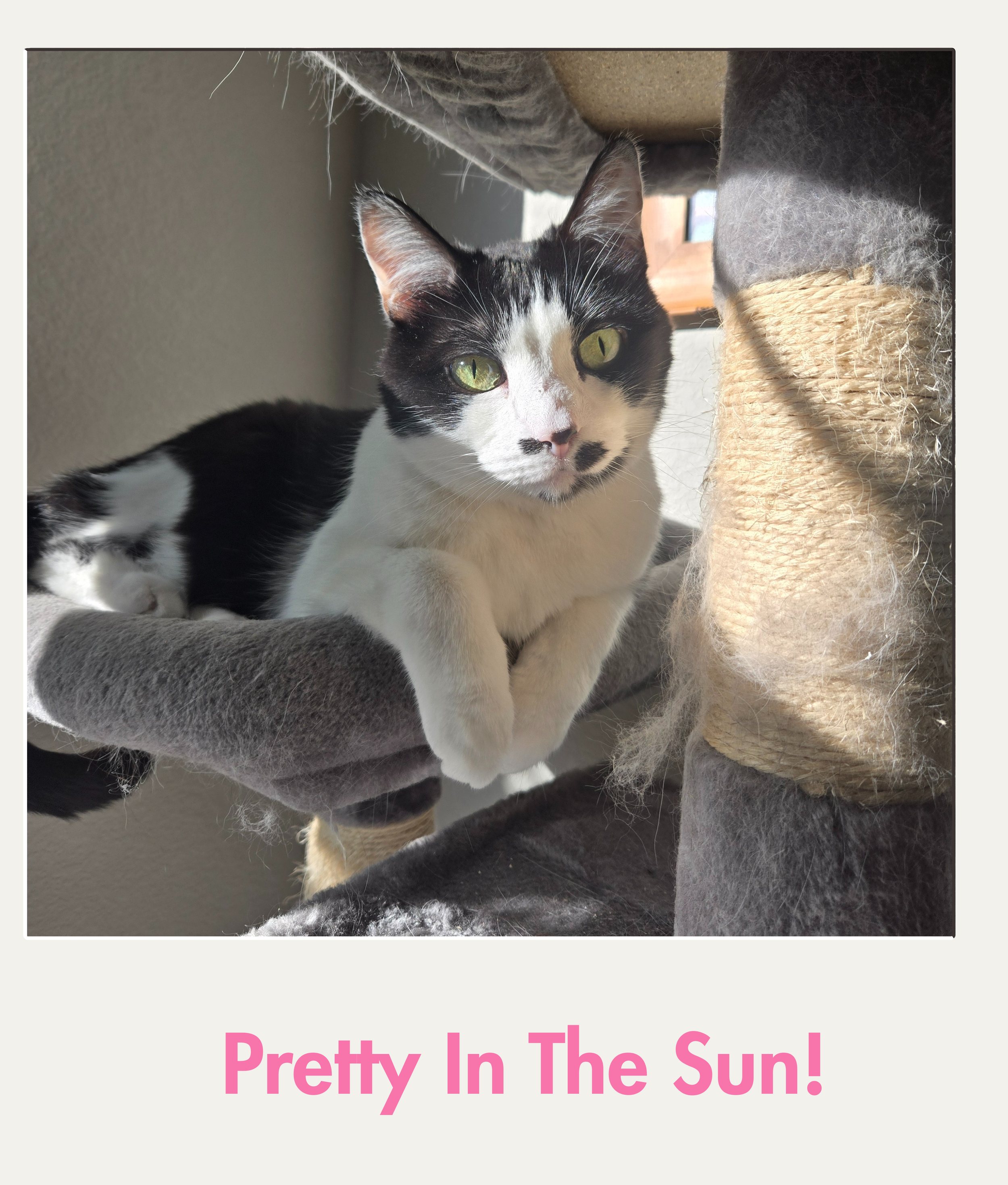 Pretty In The Sun.png