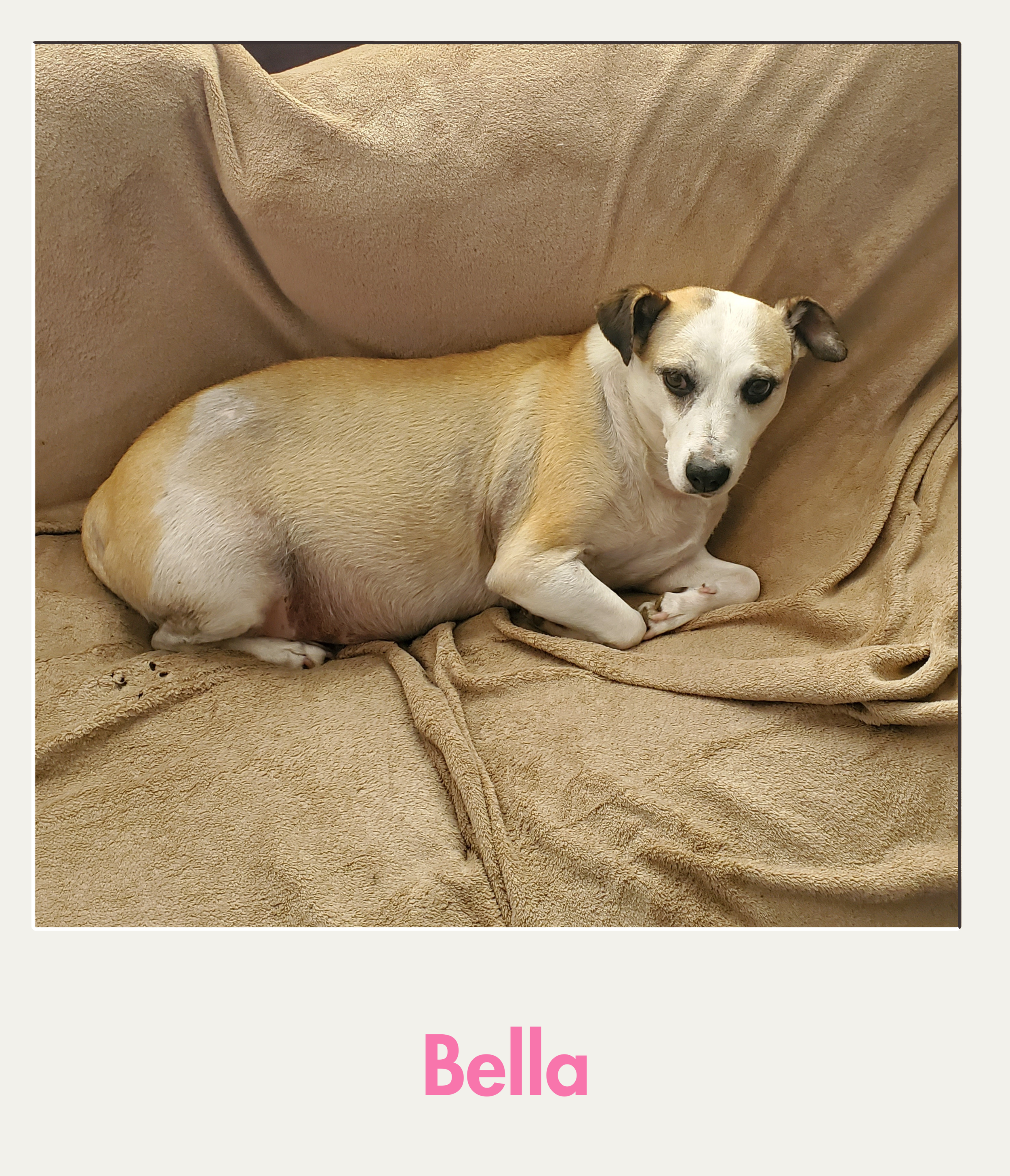 Bella .png