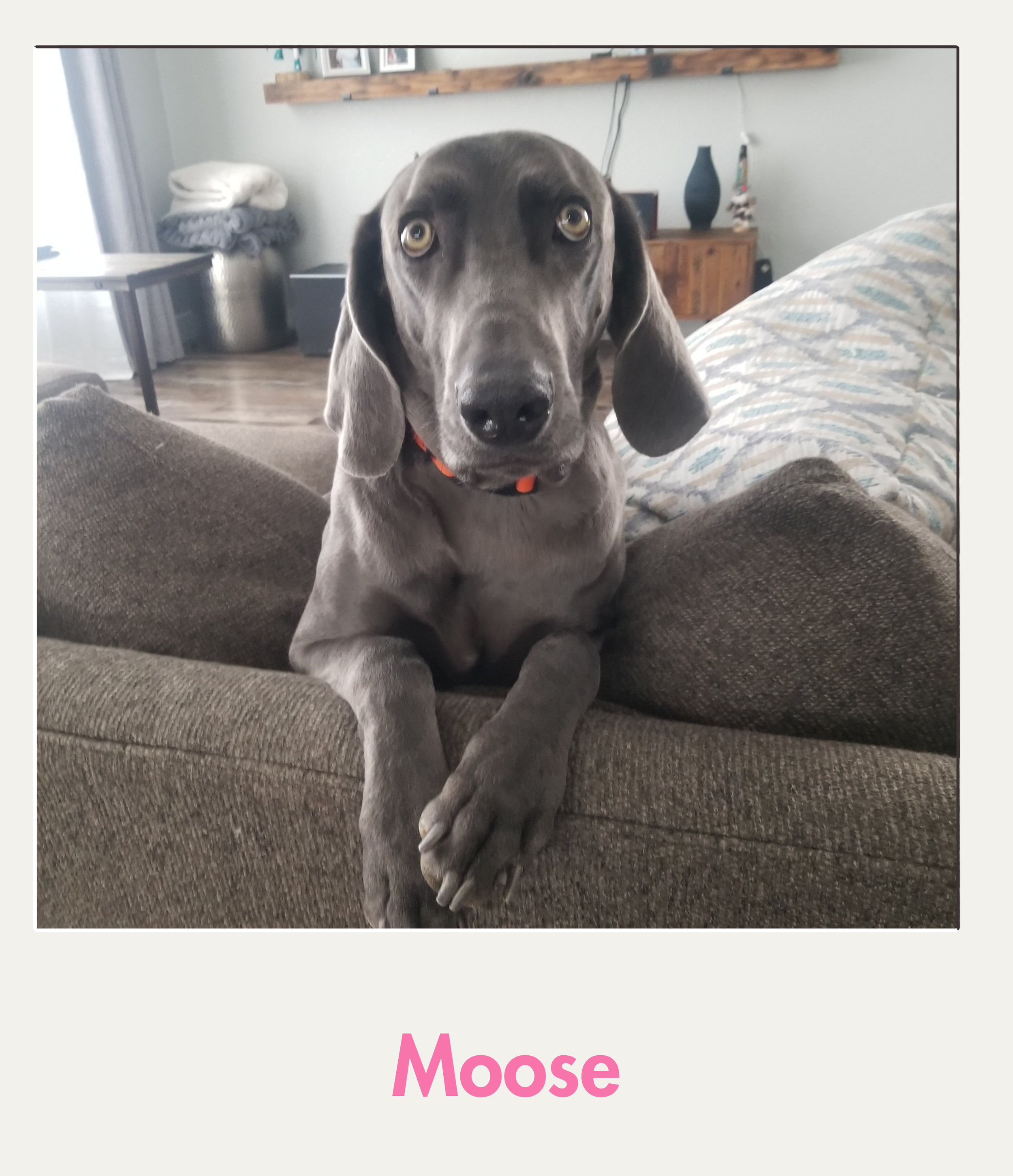 Moose.png
